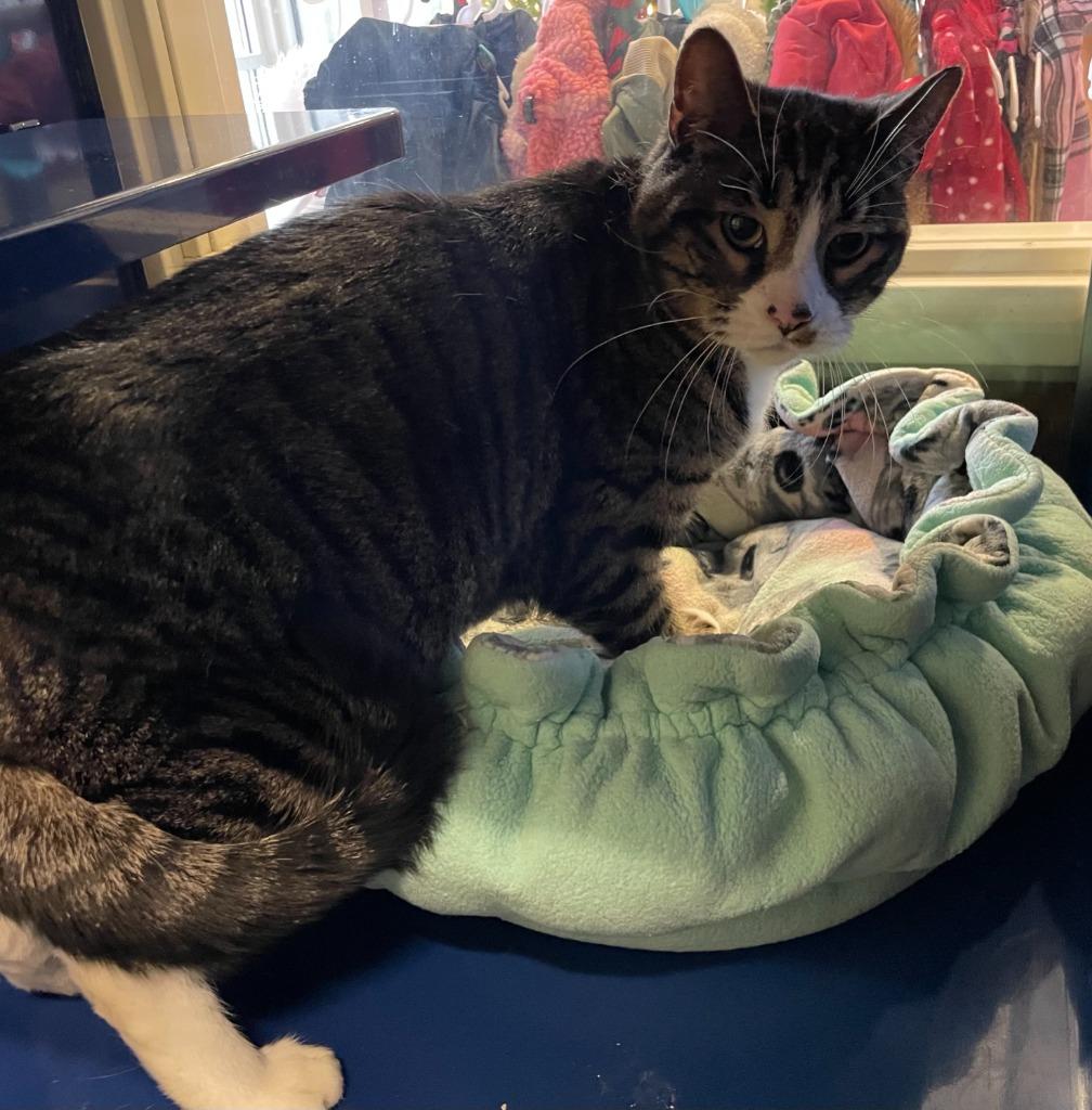 Santana, Adoptable, Young Male Domestic Short Hair.