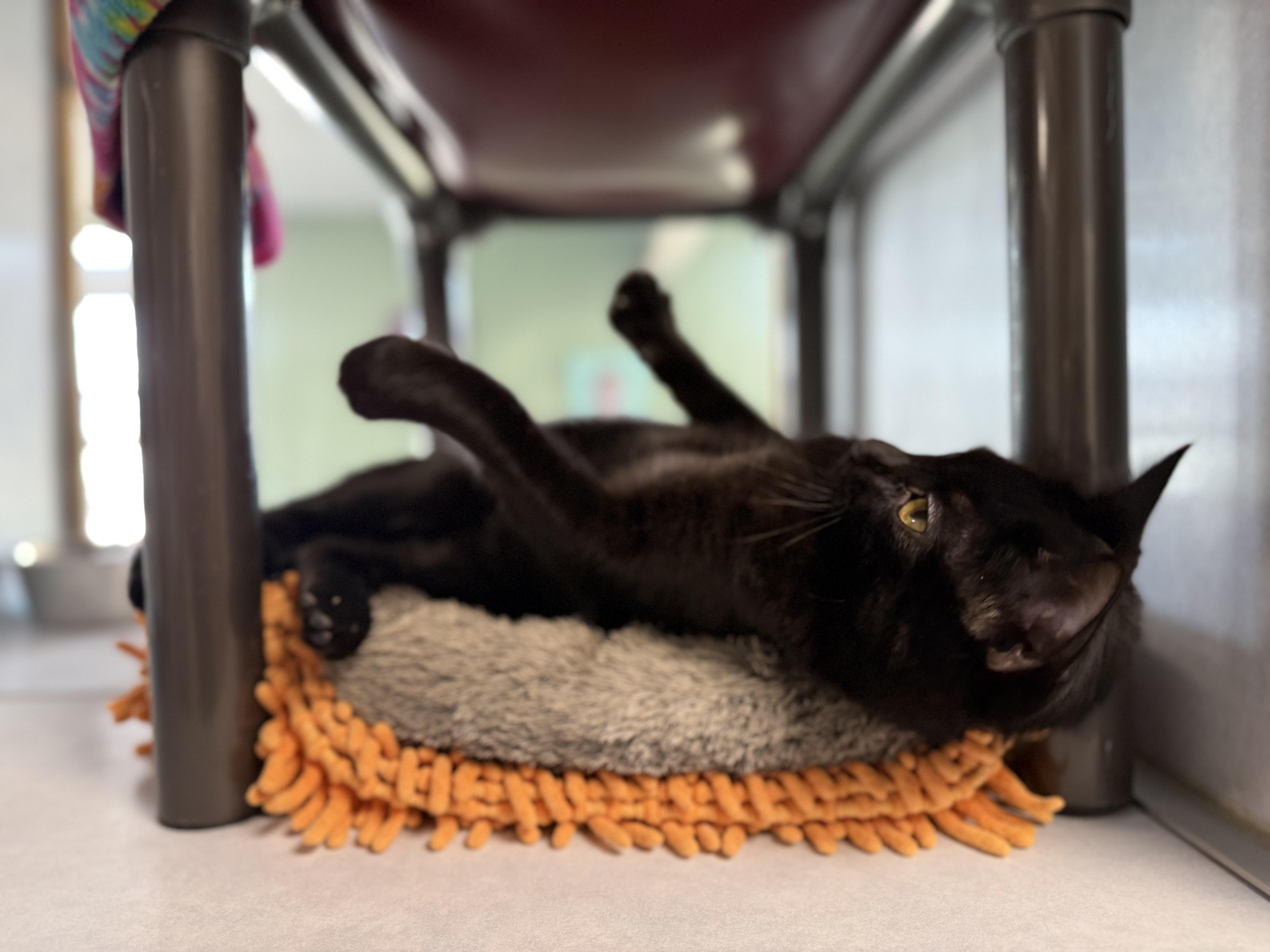 Enlarge Molly, an adopted mixed breed in Eagle, CO image 5/6