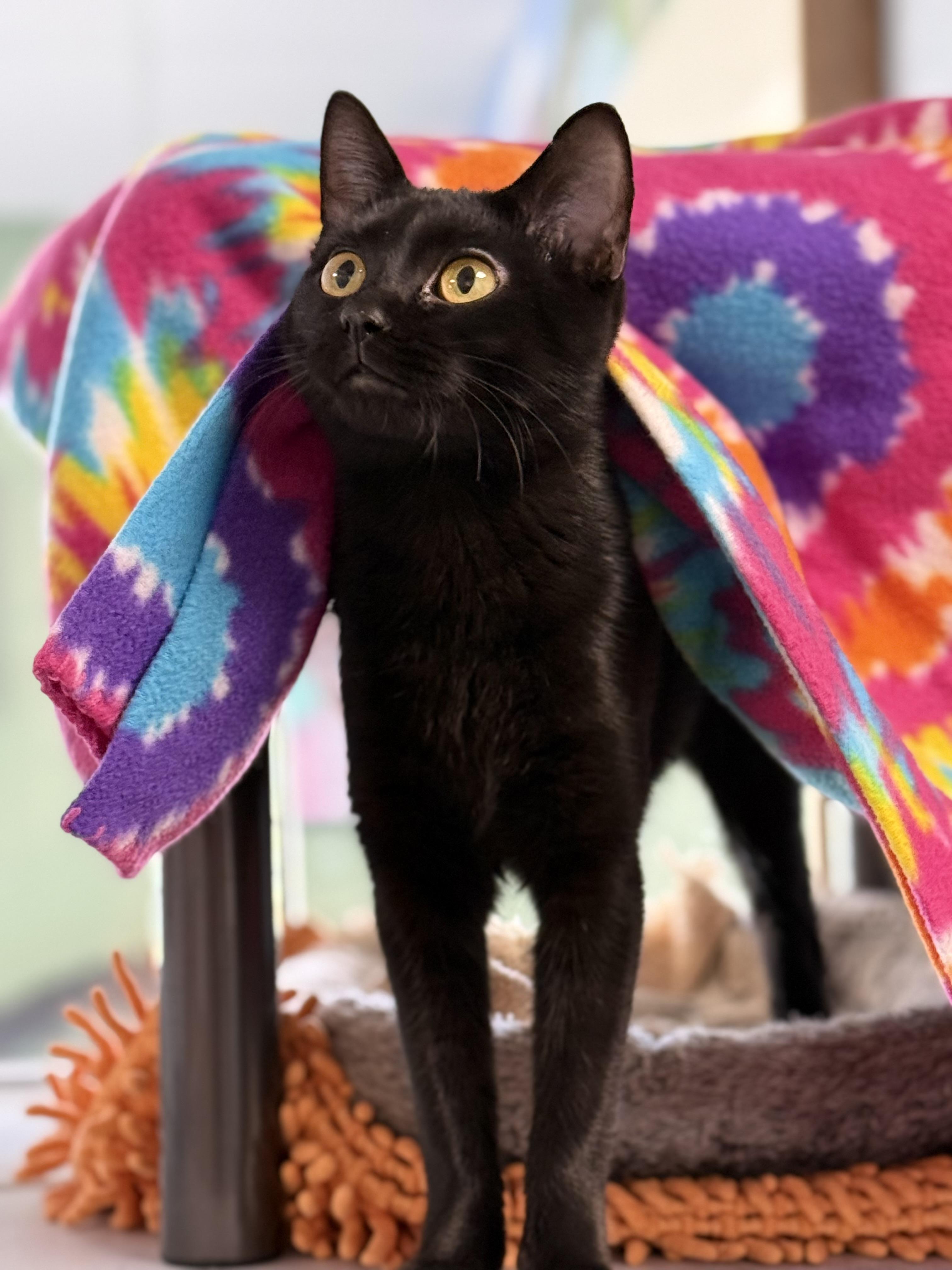 Enlarge Molly, an adopted mixed breed in Eagle, CO image 1/6