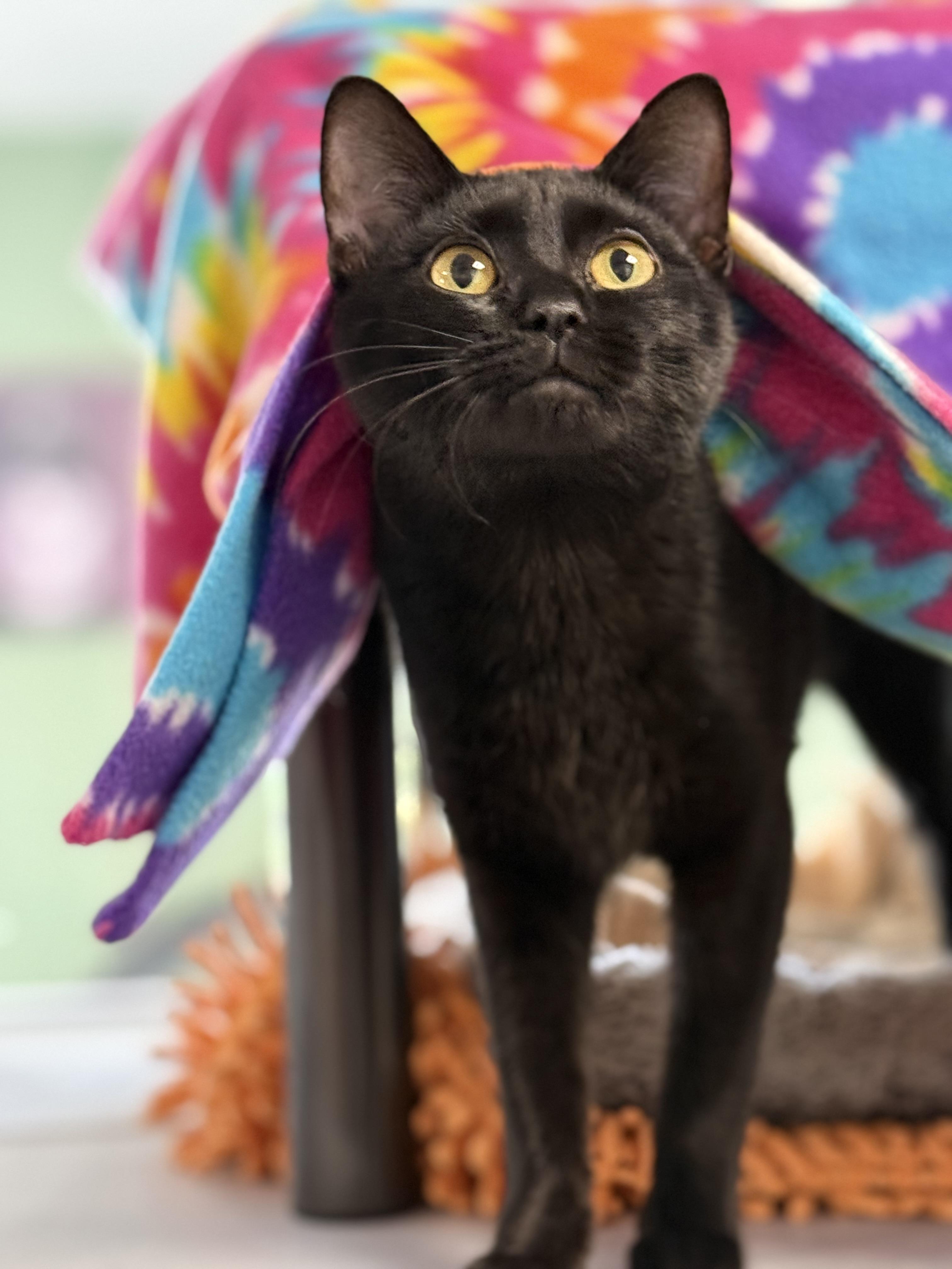 Enlarge Molly, an adopted mixed breed in Eagle, CO image 3/6