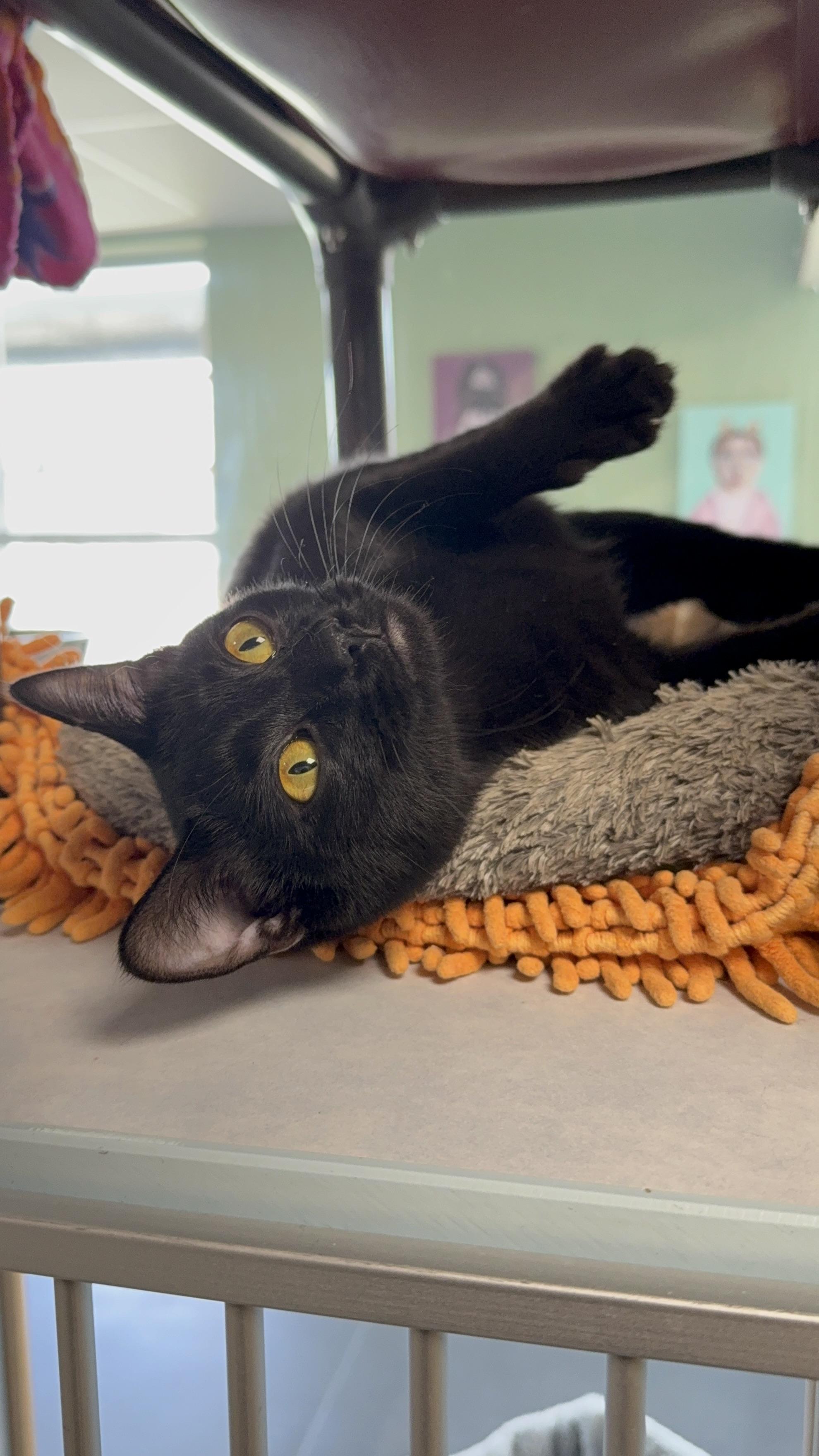 Enlarge Molly, an adopted mixed breed in Eagle, CO image 6/6
