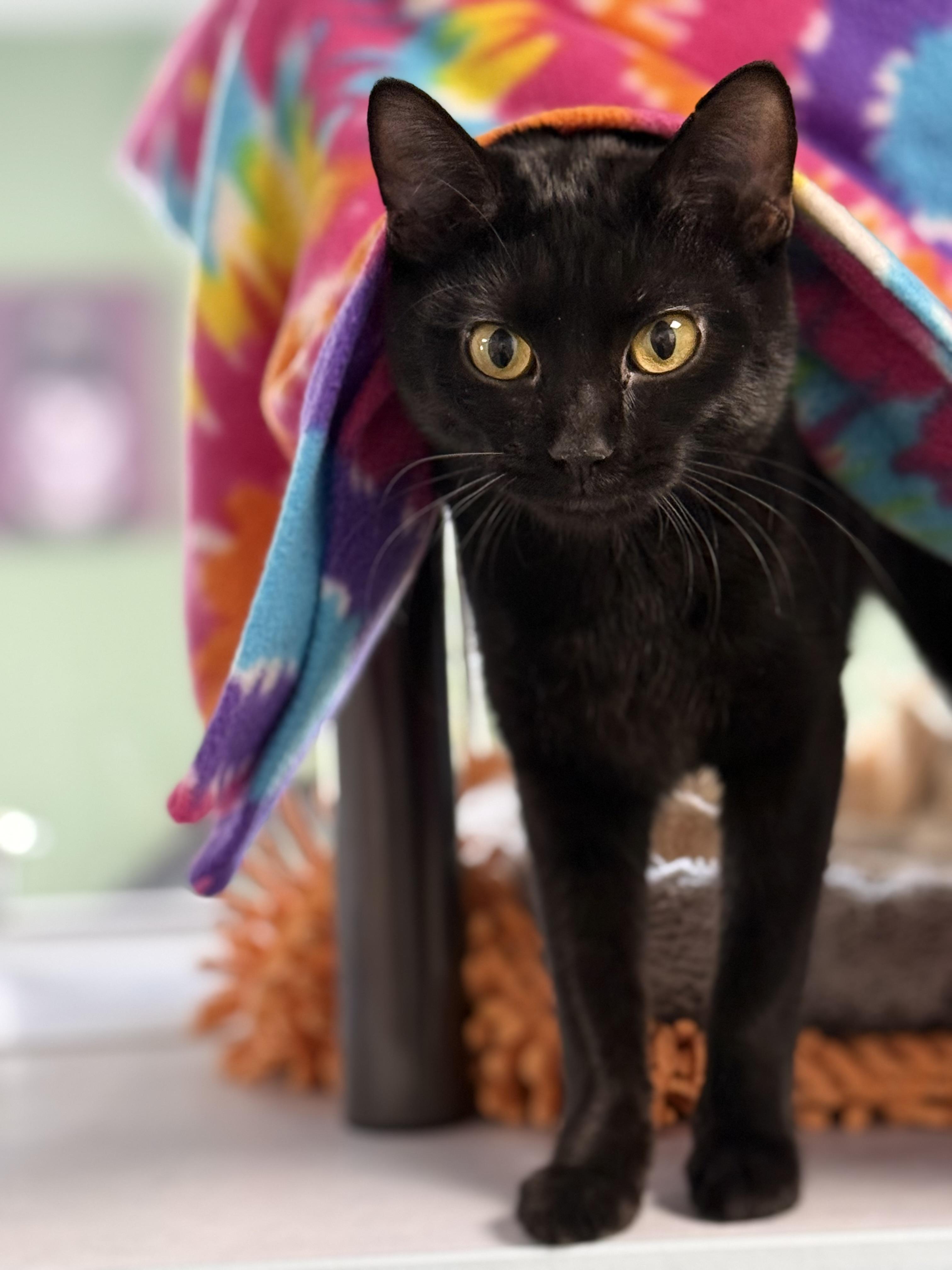 Enlarge Molly, an adopted mixed breed in Eagle, CO image 2/6