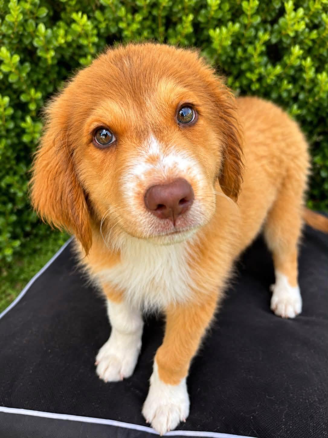 Ray, adopted, Puppy Male Great Pyrenees.