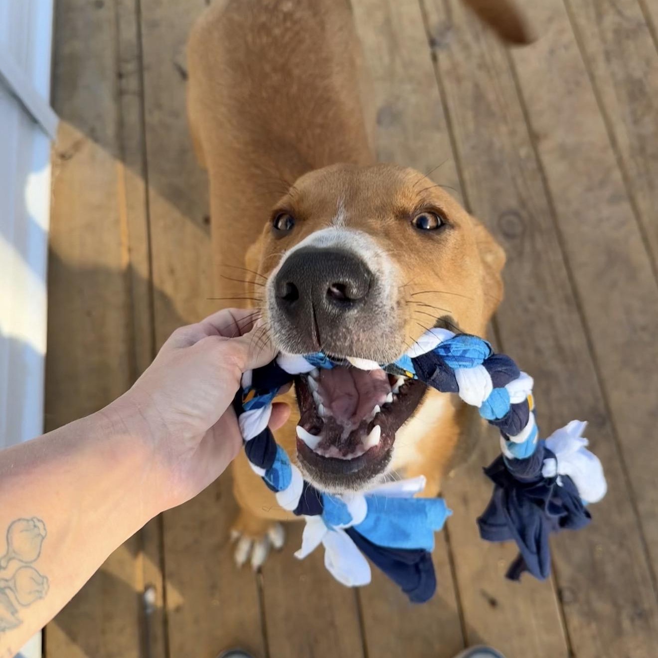 Tucker, a Adoptable mixed breed in Parker, CO image 2/4