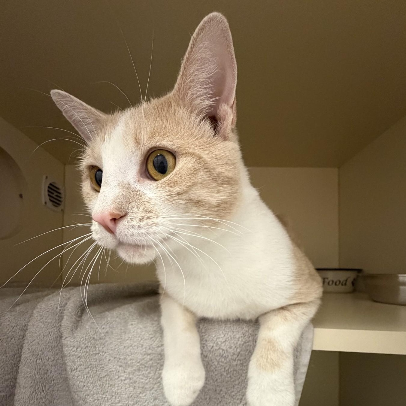 Waffles, a ADOPTABLE Domestic Short Hair in Cooperstown, NY image 2/4
