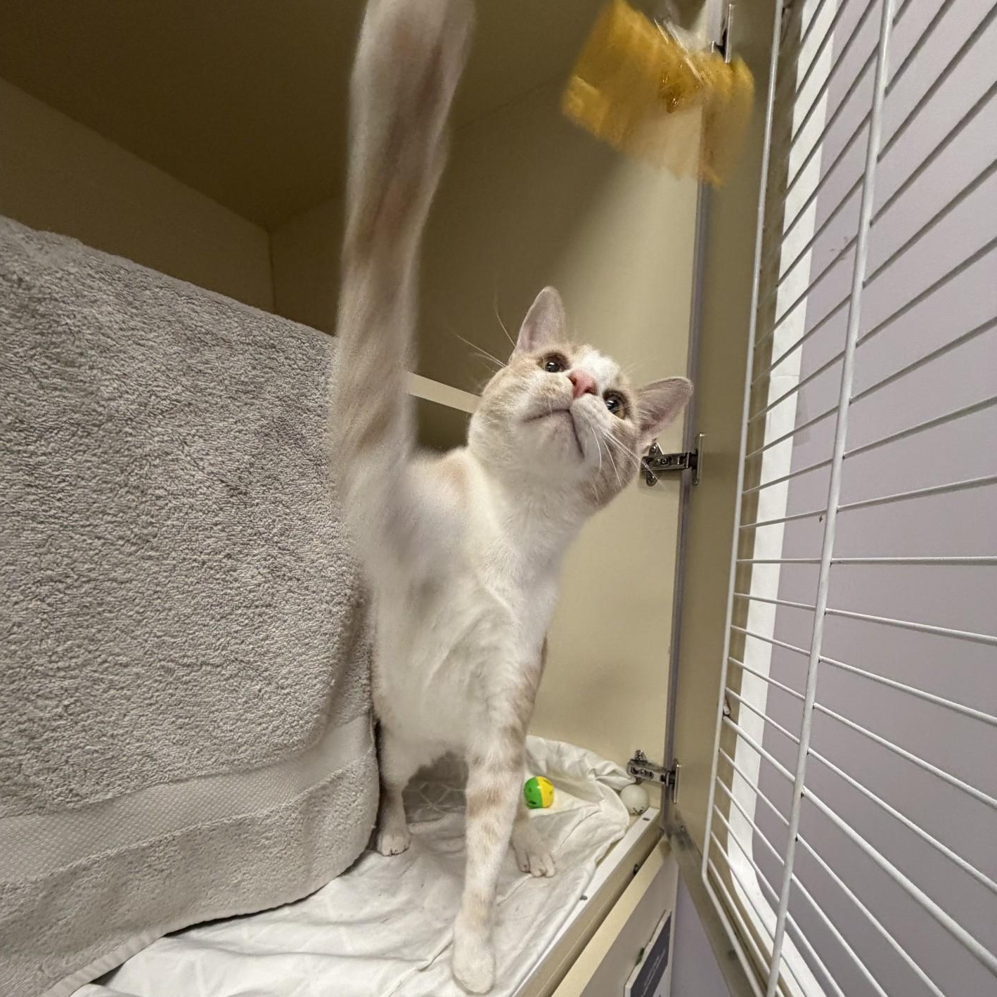 Waffles, a ADOPTABLE Domestic Short Hair in Cooperstown, NY image 4/4
