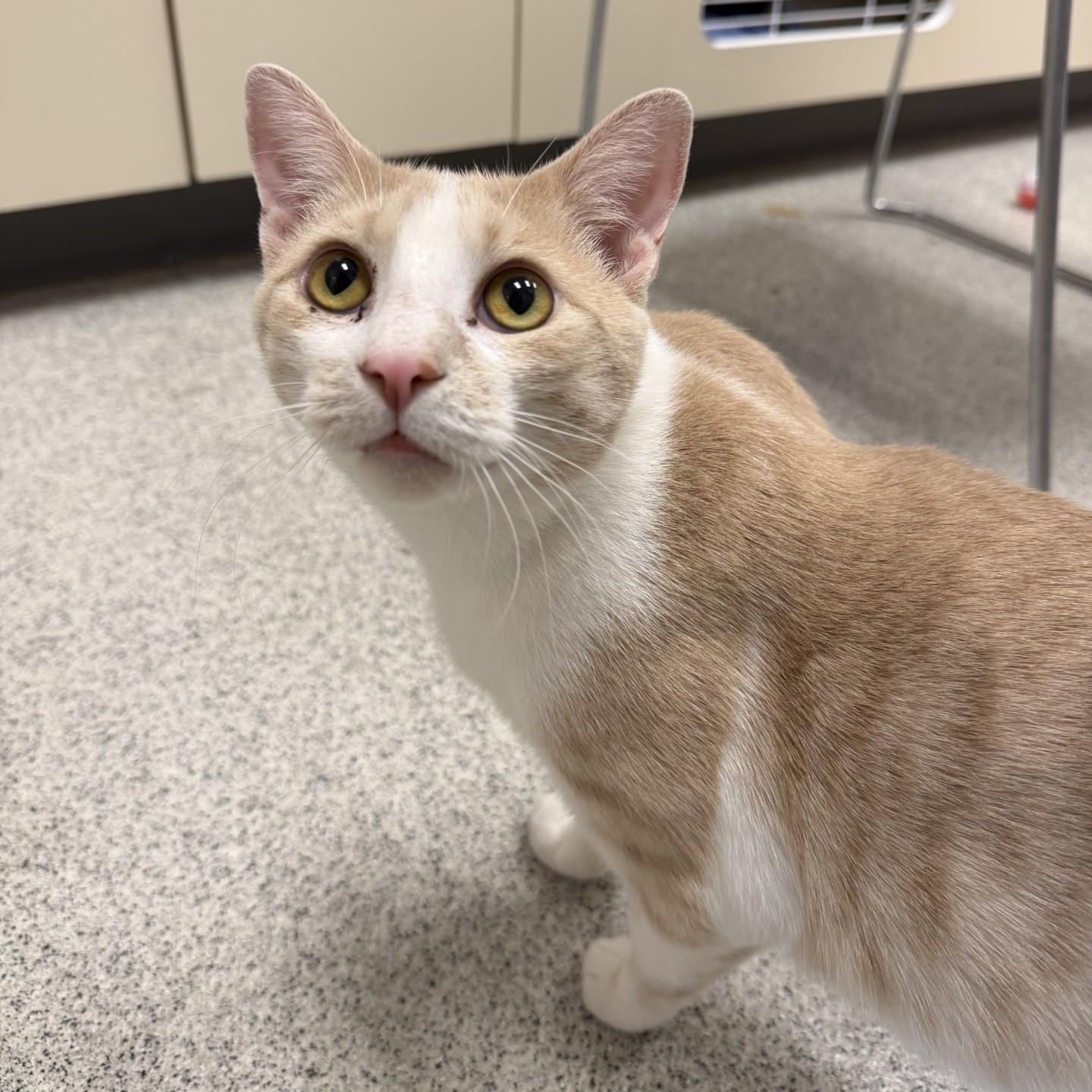 Waffles, a ADOPTABLE Domestic Short Hair in Cooperstown, NY image 1/4