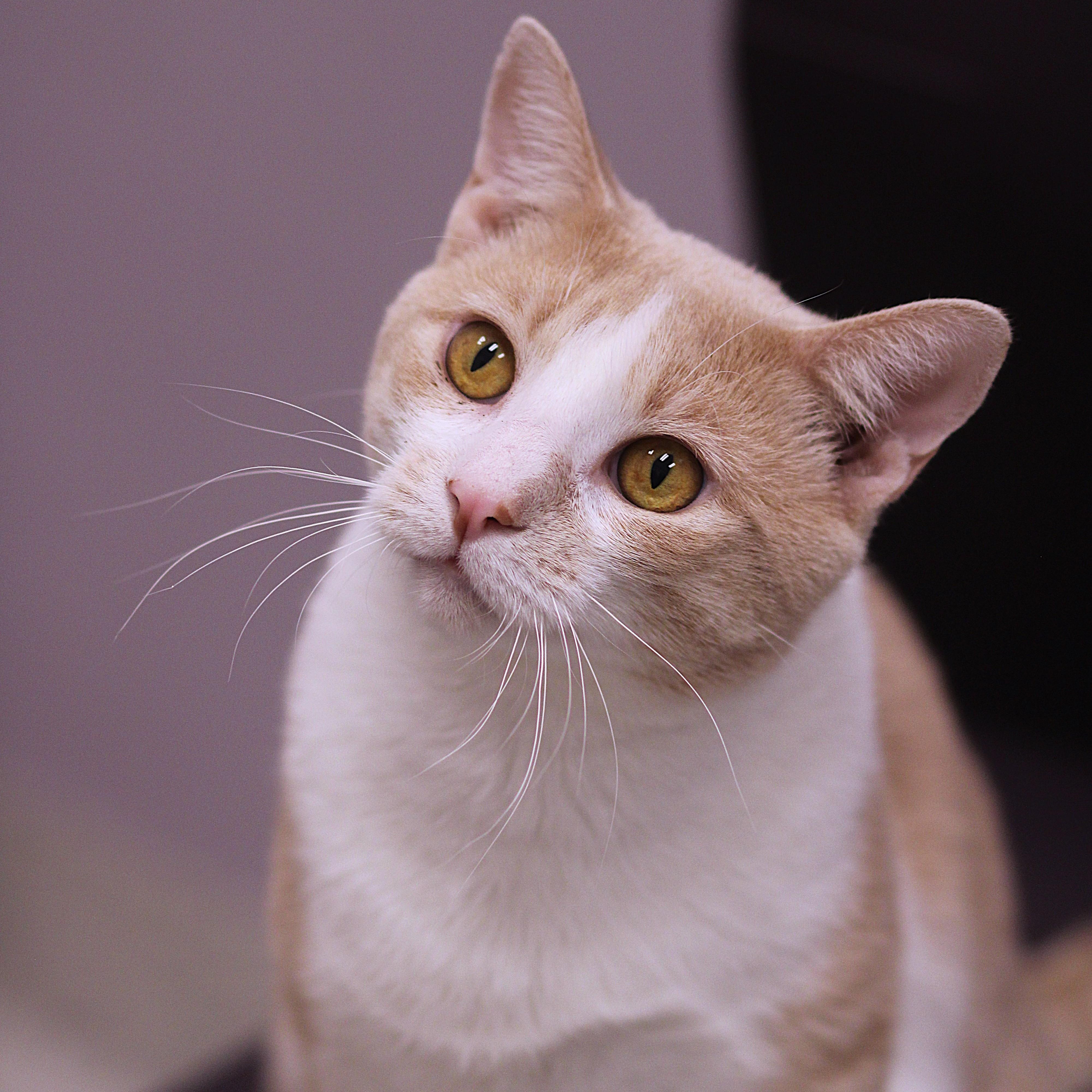 Waffles, ADOPTABLE, Young Male Domestic Short Hair.