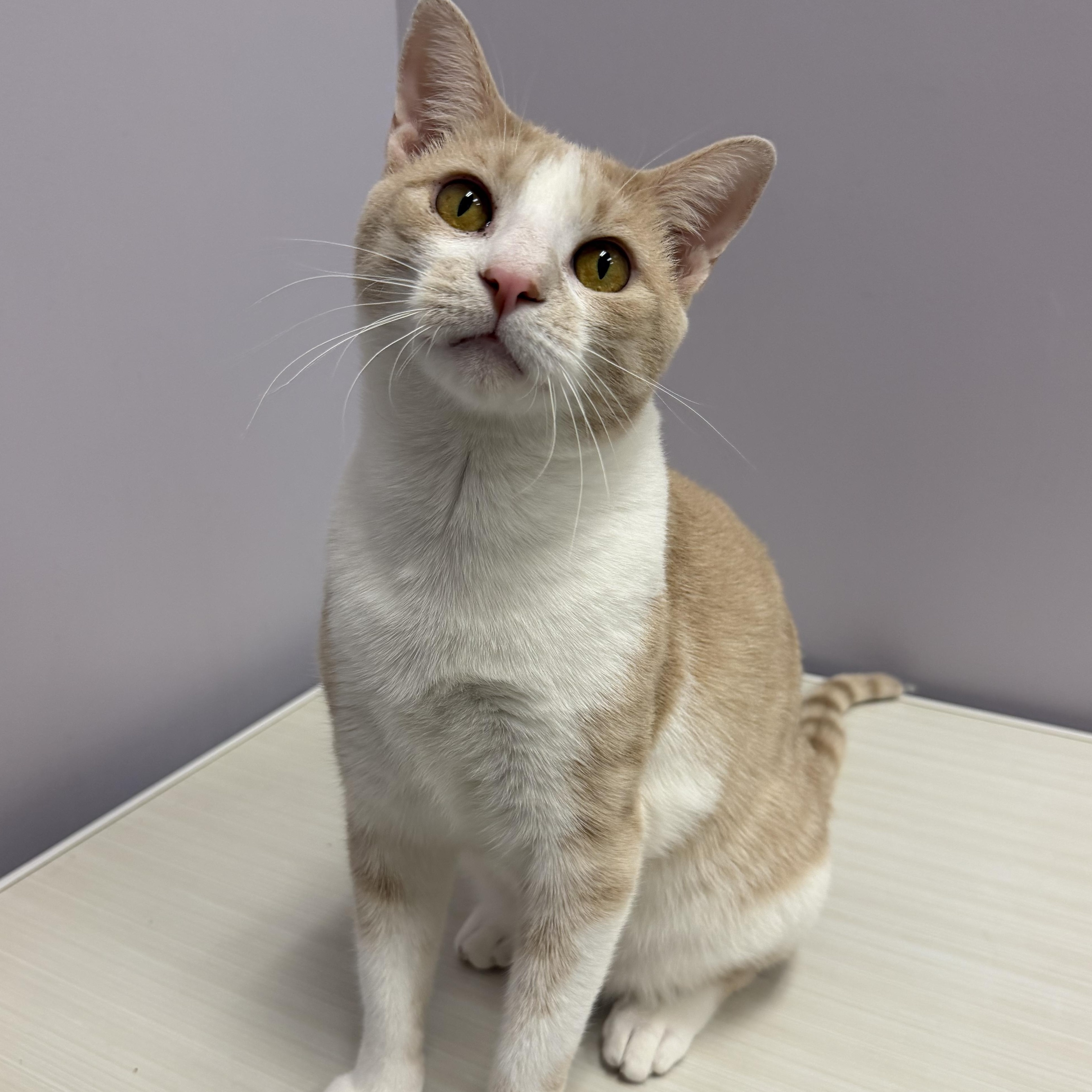 Enlarge Waffles, a ADOPTABLE Domestic Short Hair in Cooperstown, NY image 6/6
