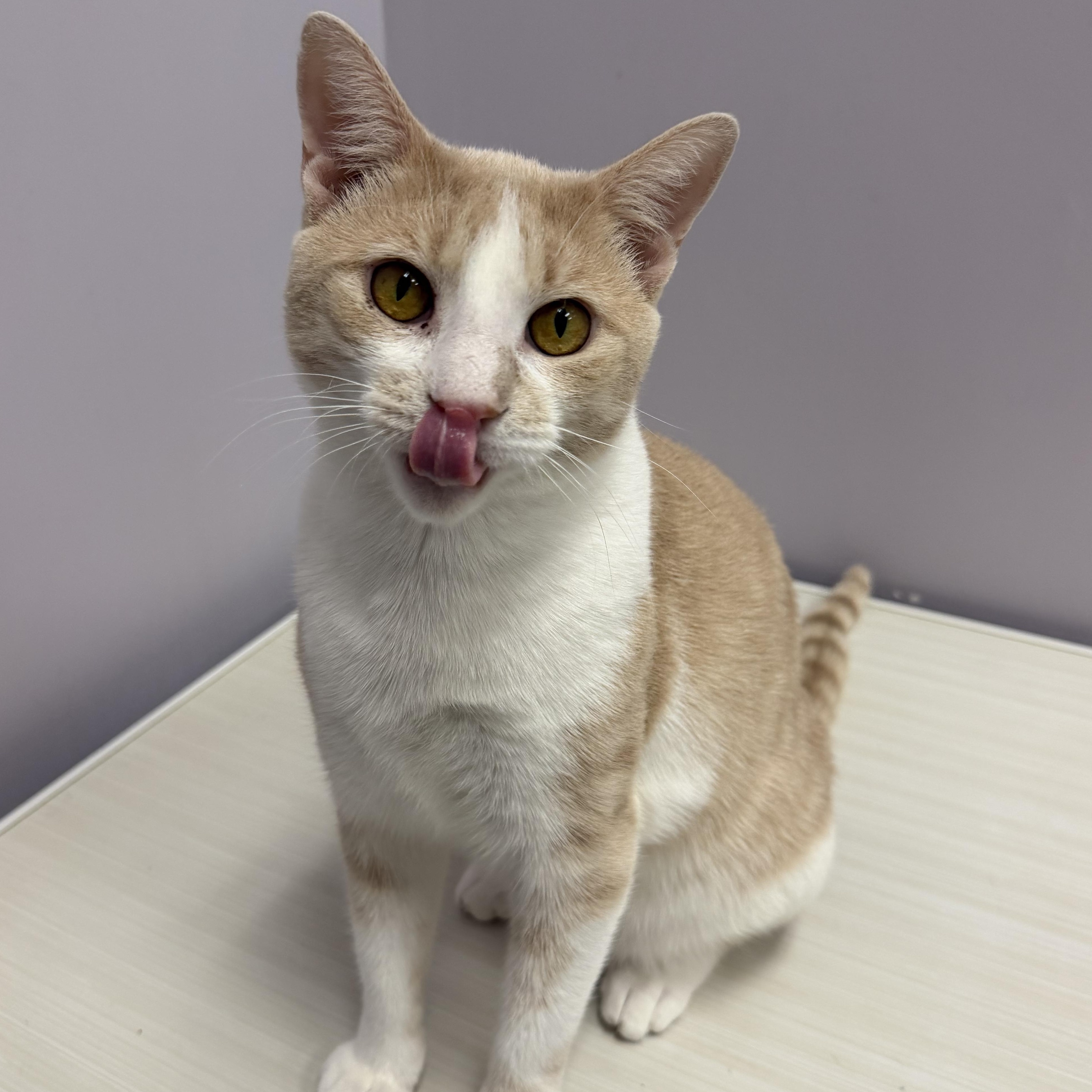 Enlarge Waffles, a ADOPTABLE Domestic Short Hair in Cooperstown, NY image 2/6