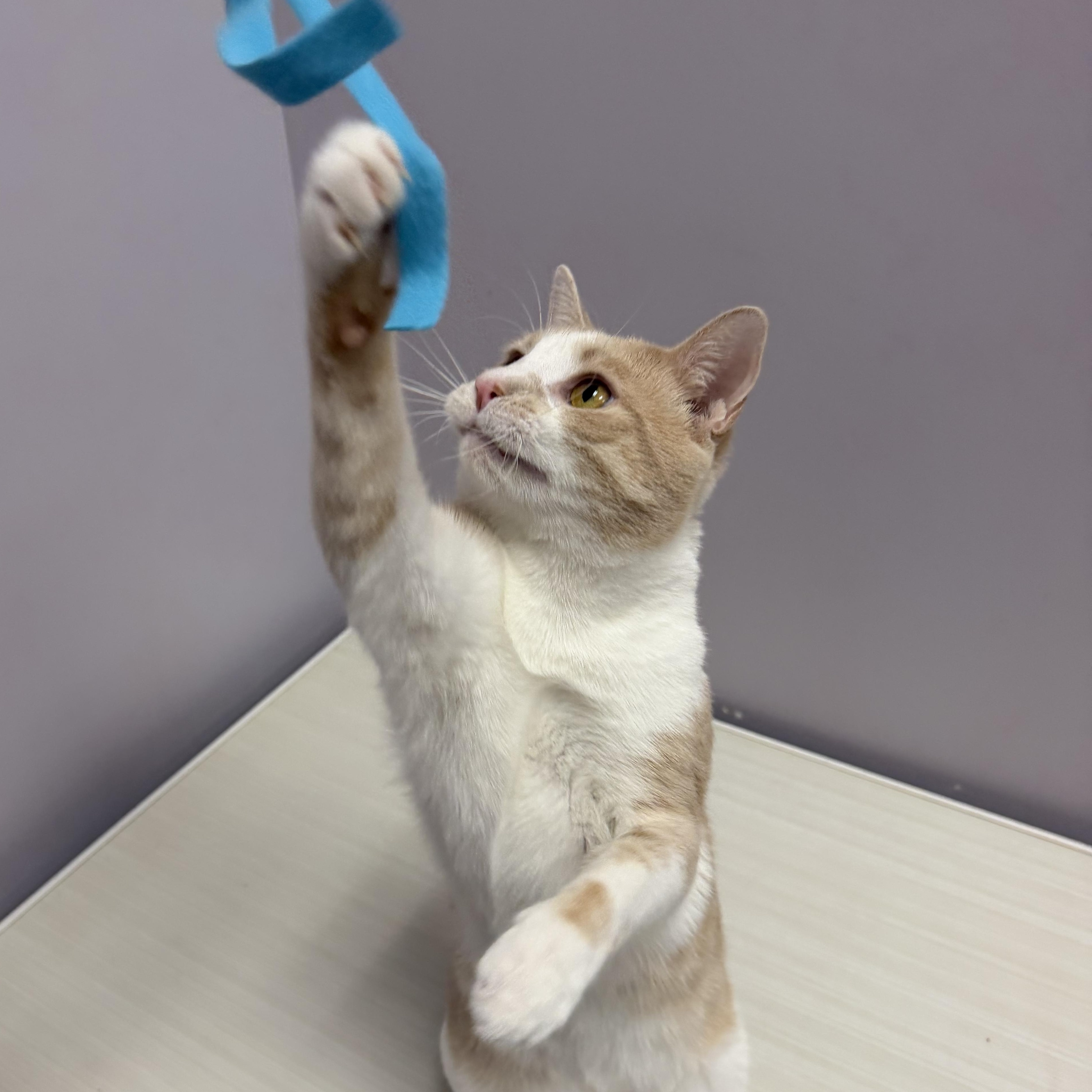 Enlarge Waffles, a ADOPTABLE Domestic Short Hair in Cooperstown, NY image 5/6