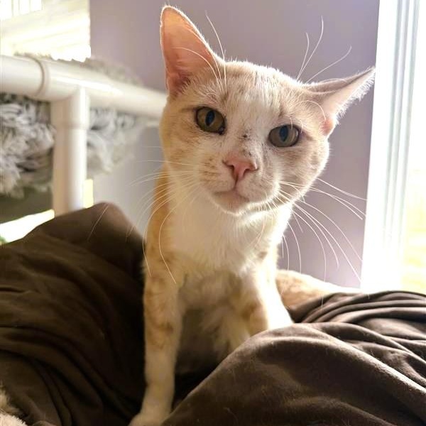 Waffles, ADOPTABLE, Young Male Domestic Short Hair.