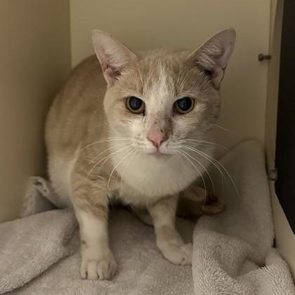 Enlarge Waffles, a ADOPTABLE Domestic Short Hair in Cooperstown, NY image 2/2