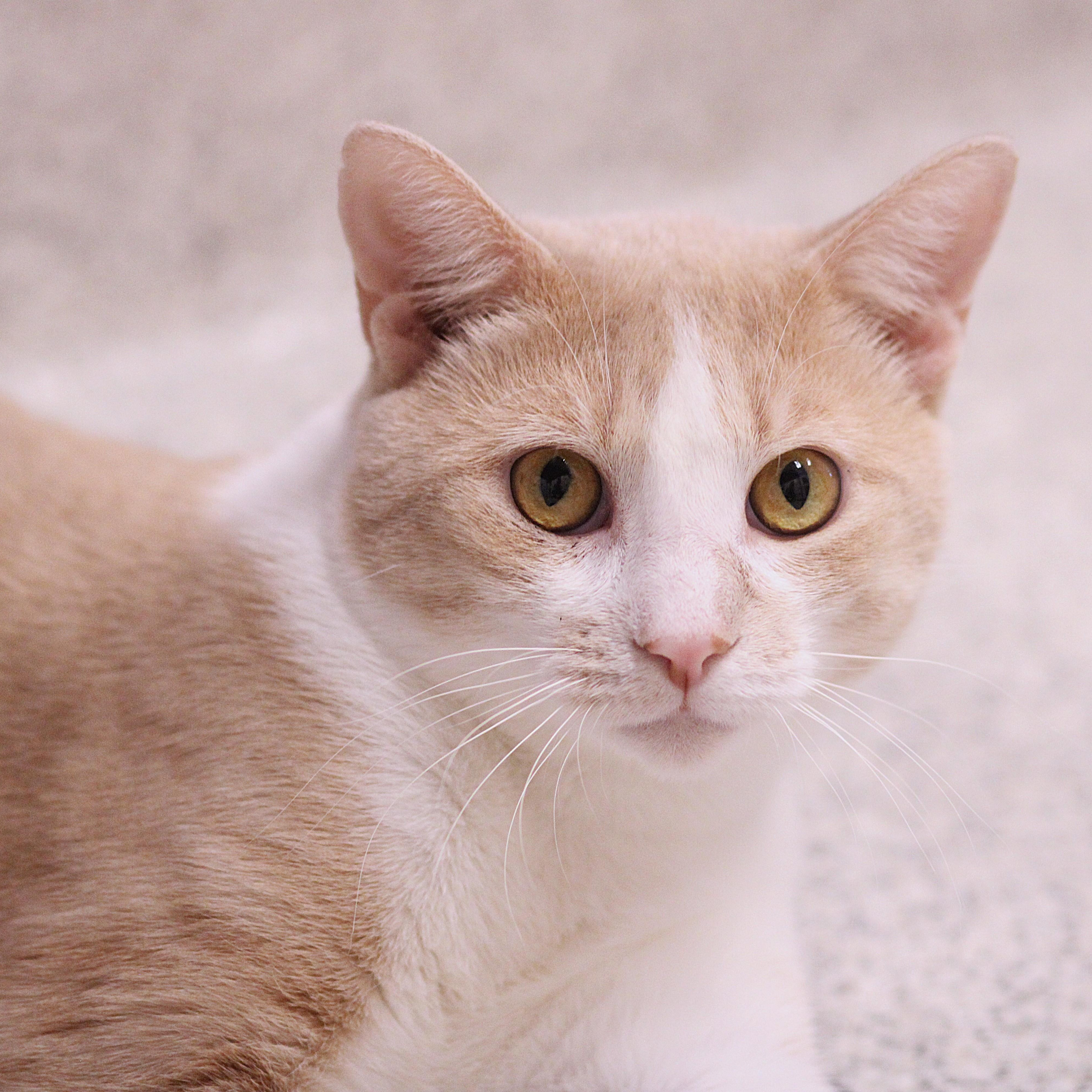Enlarge Waffles, a ADOPTABLE Domestic Short Hair in Cooperstown, NY image 3/6