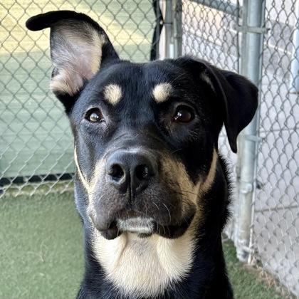 Rex, a ADOPTABLE mixed breed in Sacramento, CA image 1/3