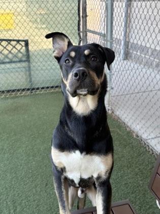 Rex, a ADOPTABLE mixed breed in Sacramento, CA image 3/3