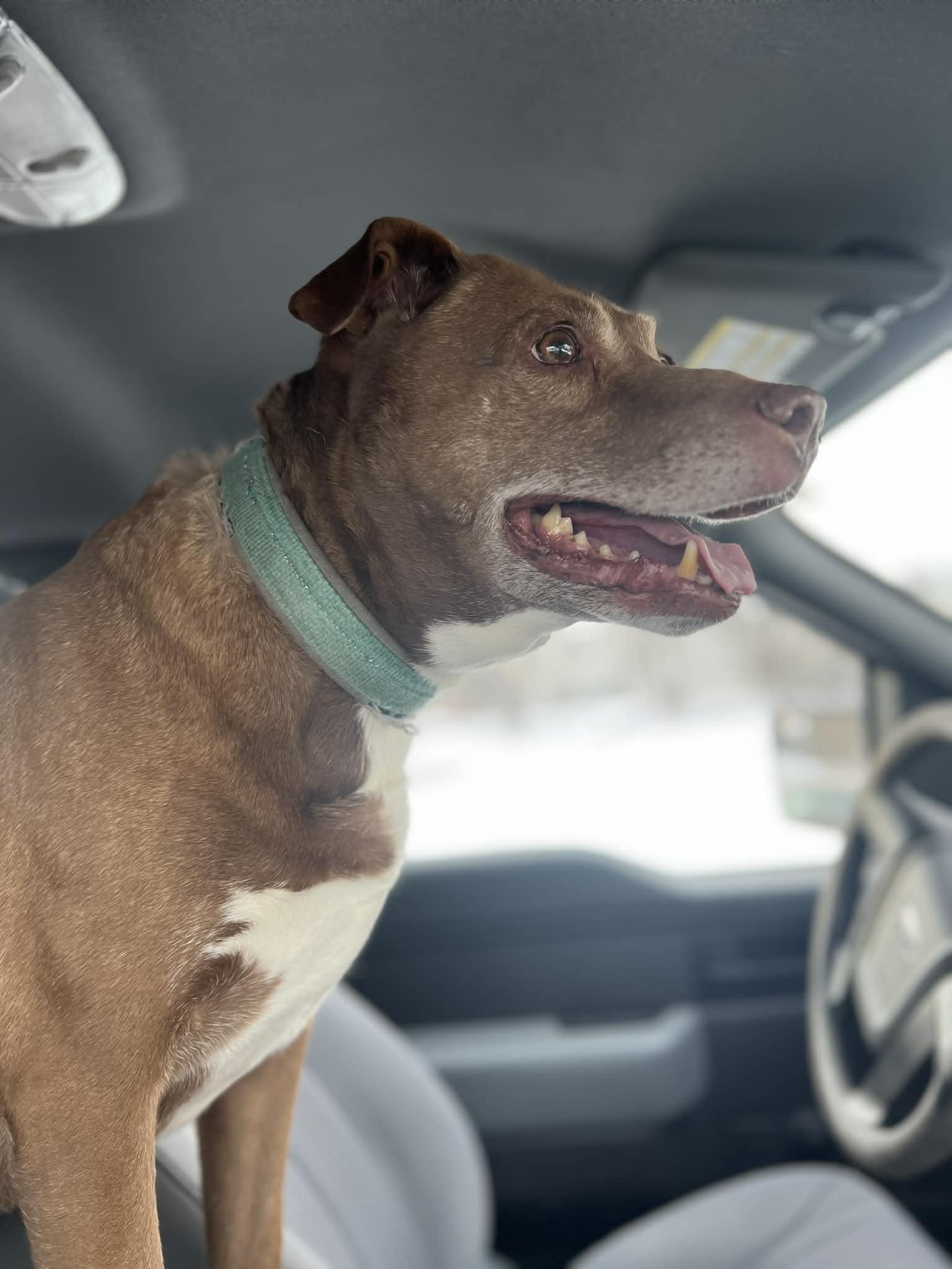 Enlarge Sophie, a ADOPTABLE Mixed Breed in Pearisburg, VA image 2/5