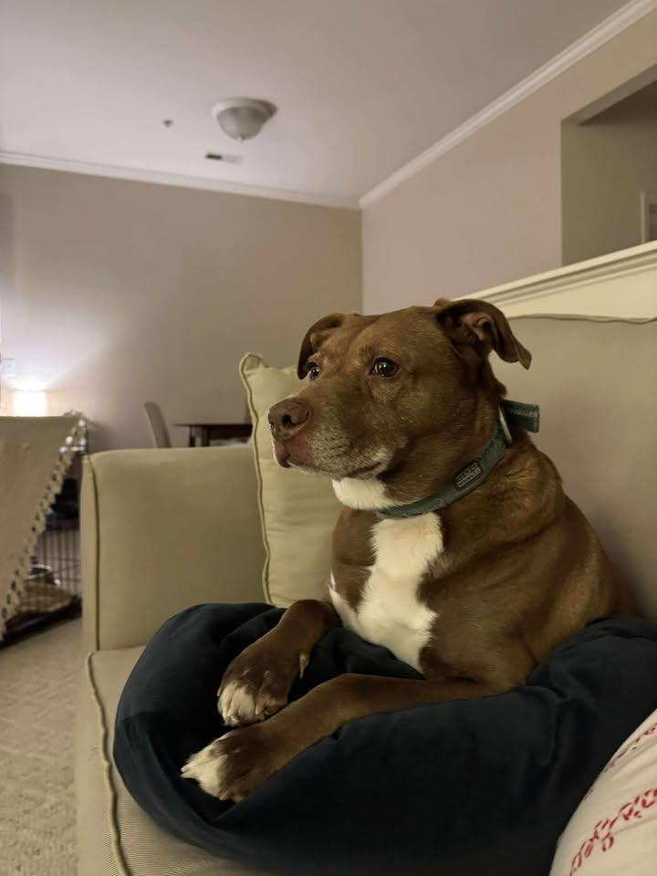 Enlarge Sophie, a ADOPTABLE Mixed Breed in Pearisburg, VA image 5/5