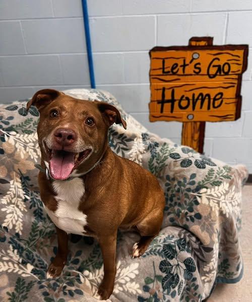 Enlarge Sophie, a ADOPTABLE Mixed Breed in Pearisburg, VA image 1/5