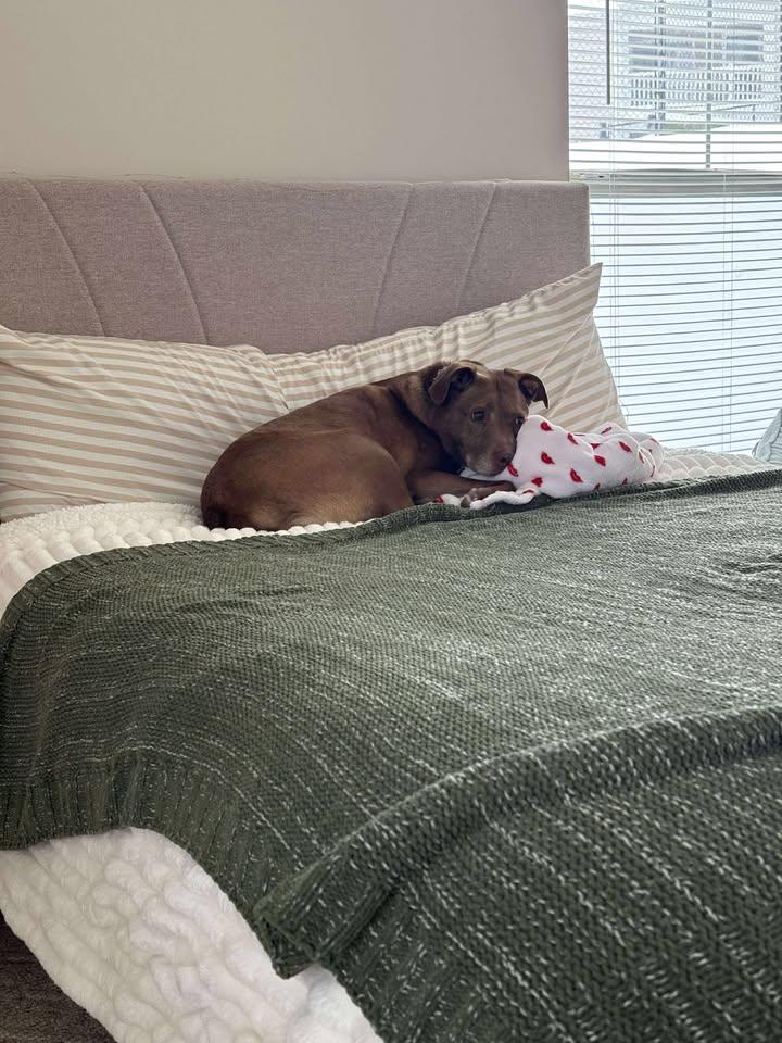 Enlarge Sophie, a ADOPTABLE Mixed Breed in Pearisburg, VA image 3/5