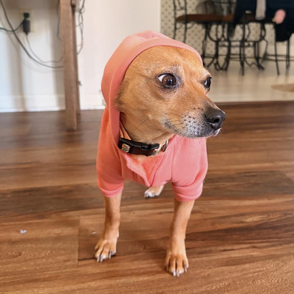Dior, an adopted mixed breed in Columbia, SC image 4/6