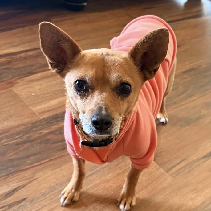 Dior, an adopted mixed breed in Columbia, SC image 1/6