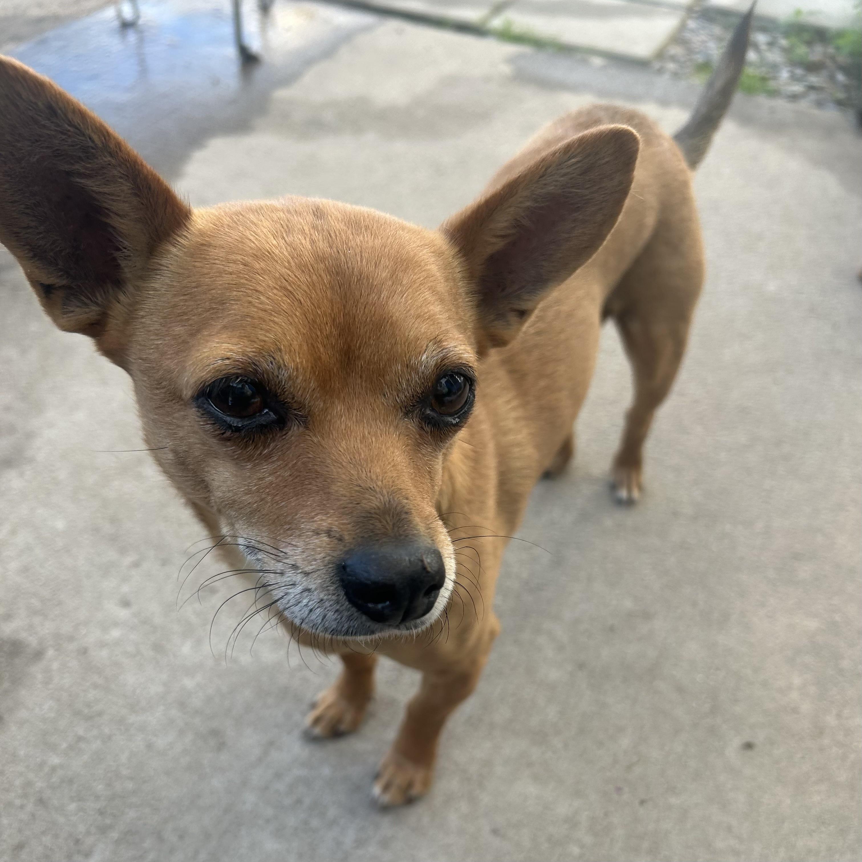 Dior, an adopted mixed breed in Columbia, SC image 2/6