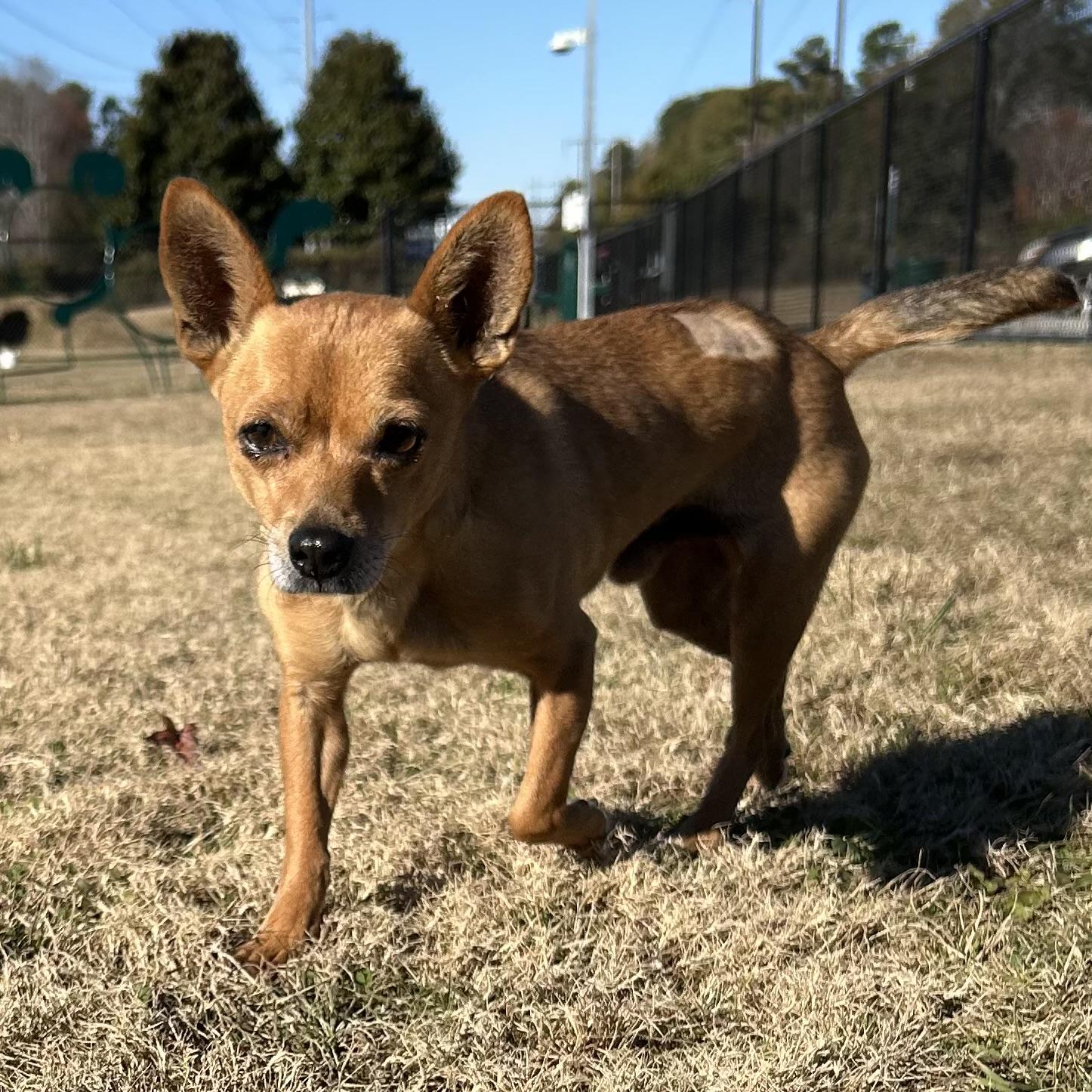 Dior, an adopted mixed breed in Columbia, SC image 6/6
