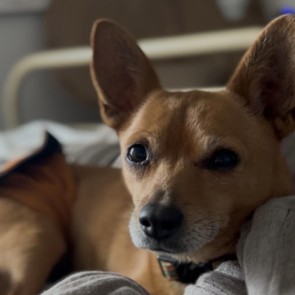 Dior, an adopted mixed breed in Columbia, SC image 3/6