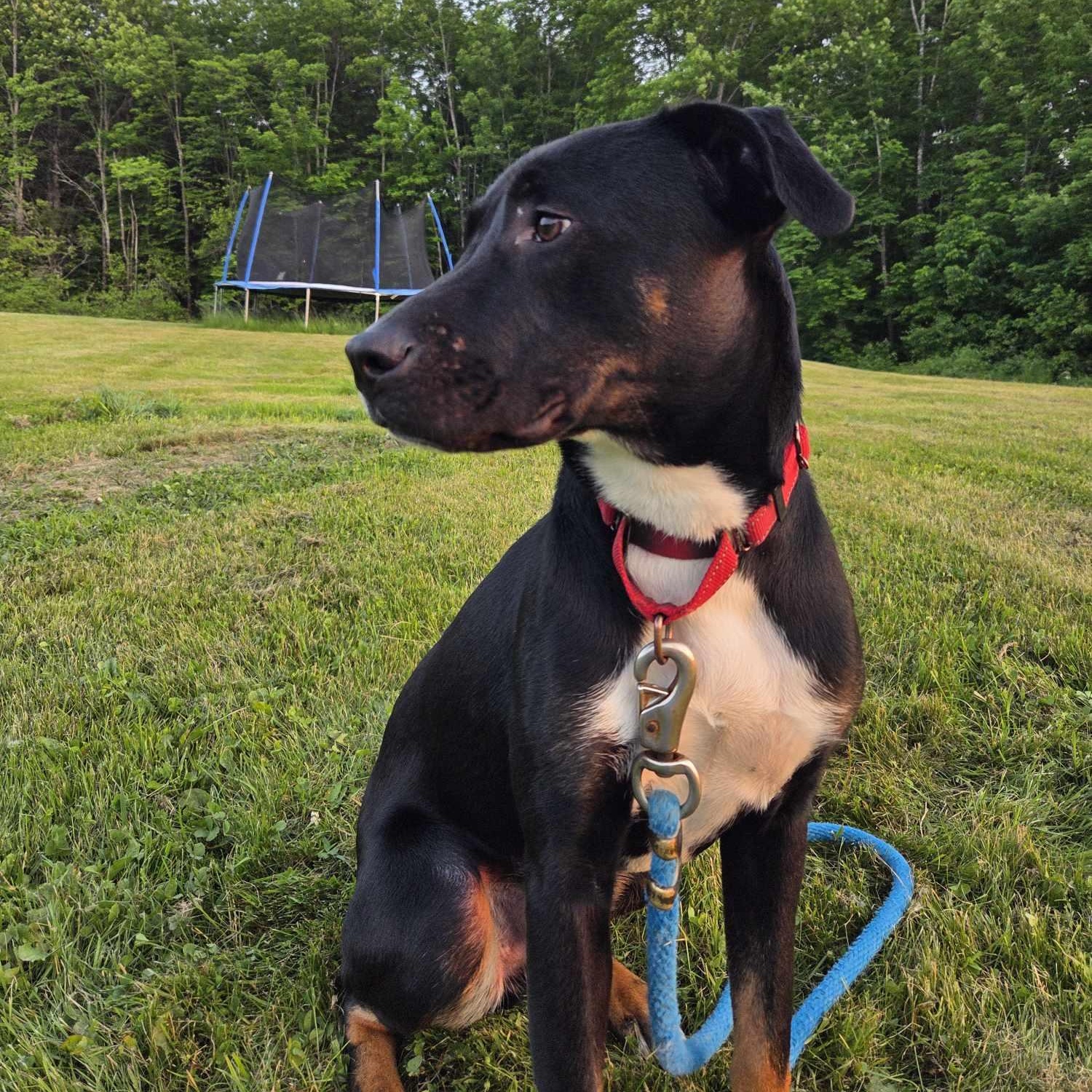 Duke, an adoptable Mixed Breed in Woolwich, ME, 04579 | Photo Image 2