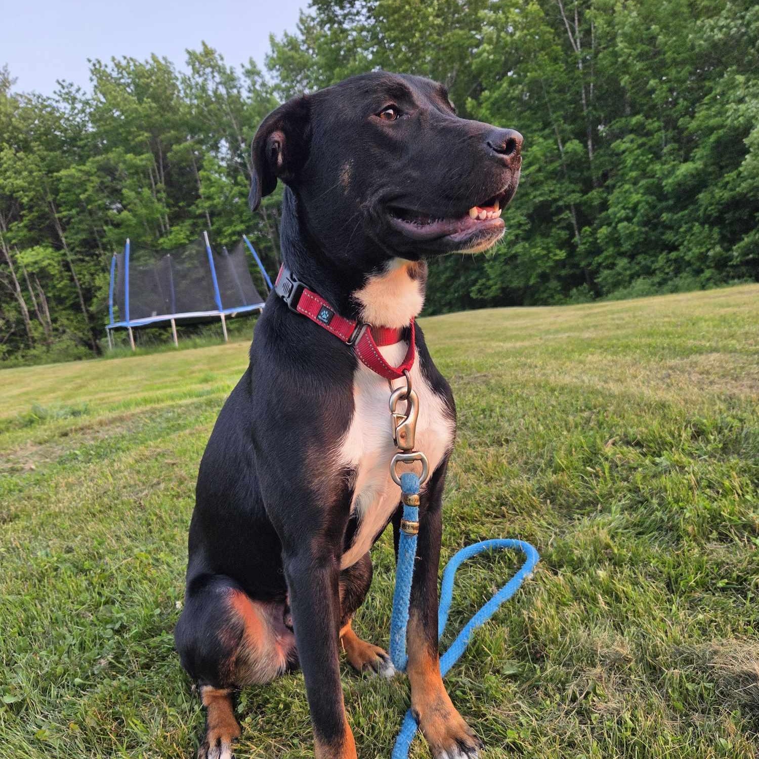 Duke, an adoptable Mixed Breed in Woolwich, ME, 04579 | Photo Image 1