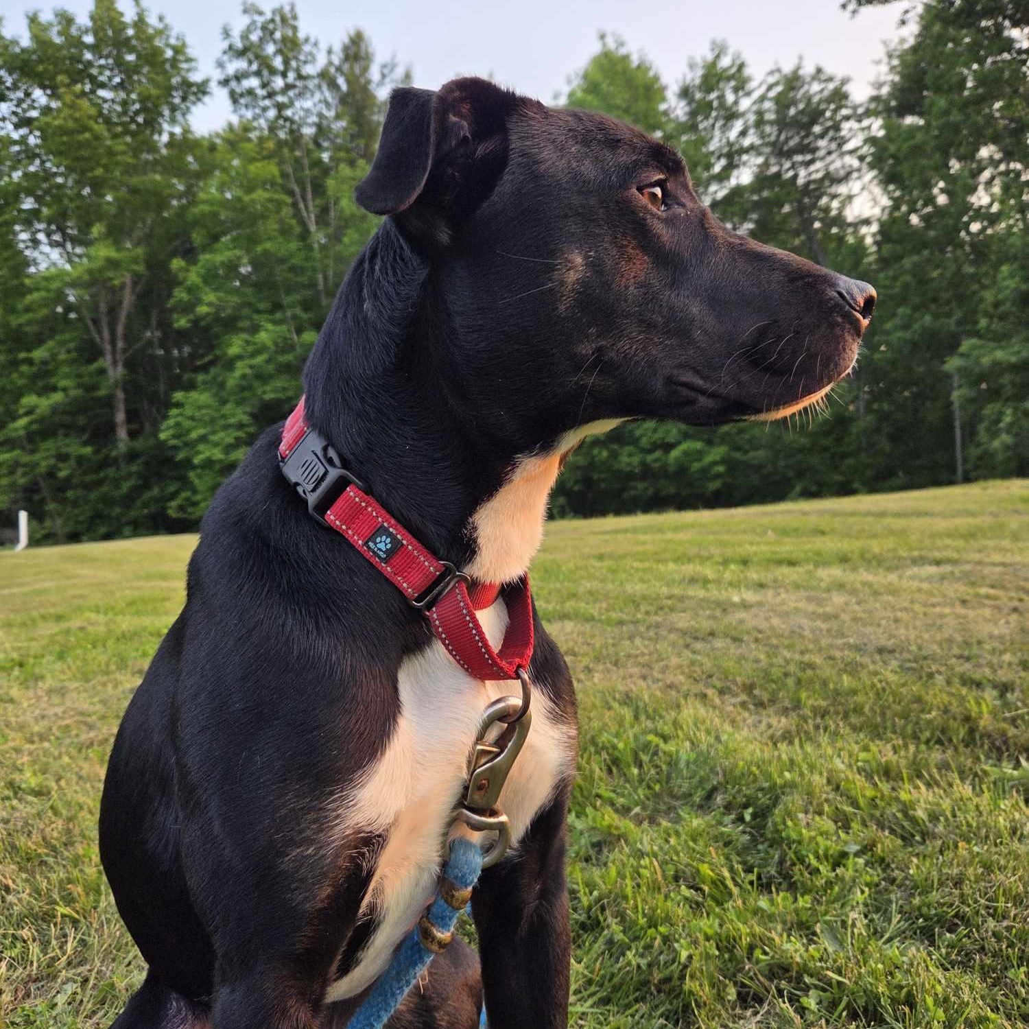 Duke, an adoptable Mixed Breed in Woolwich, ME, 04579 | Photo Image 4