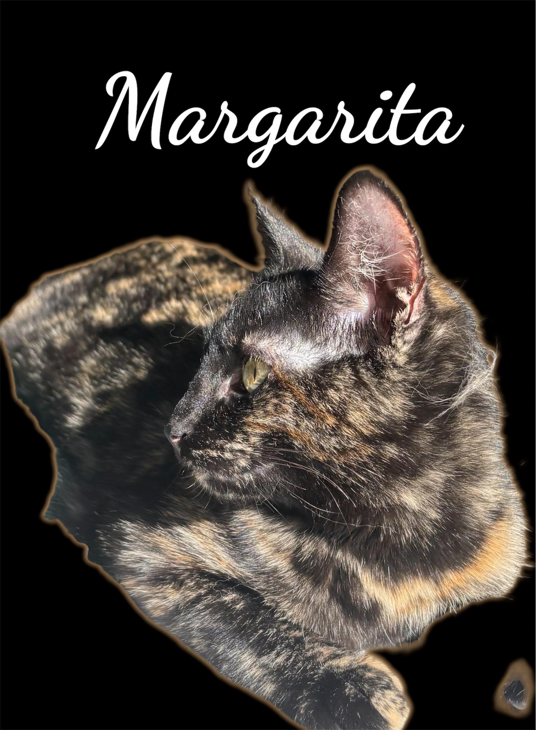 Enlarge Margarita, a ADOPTABLE Domestic Short Hair in Auburn, CA image 2/2