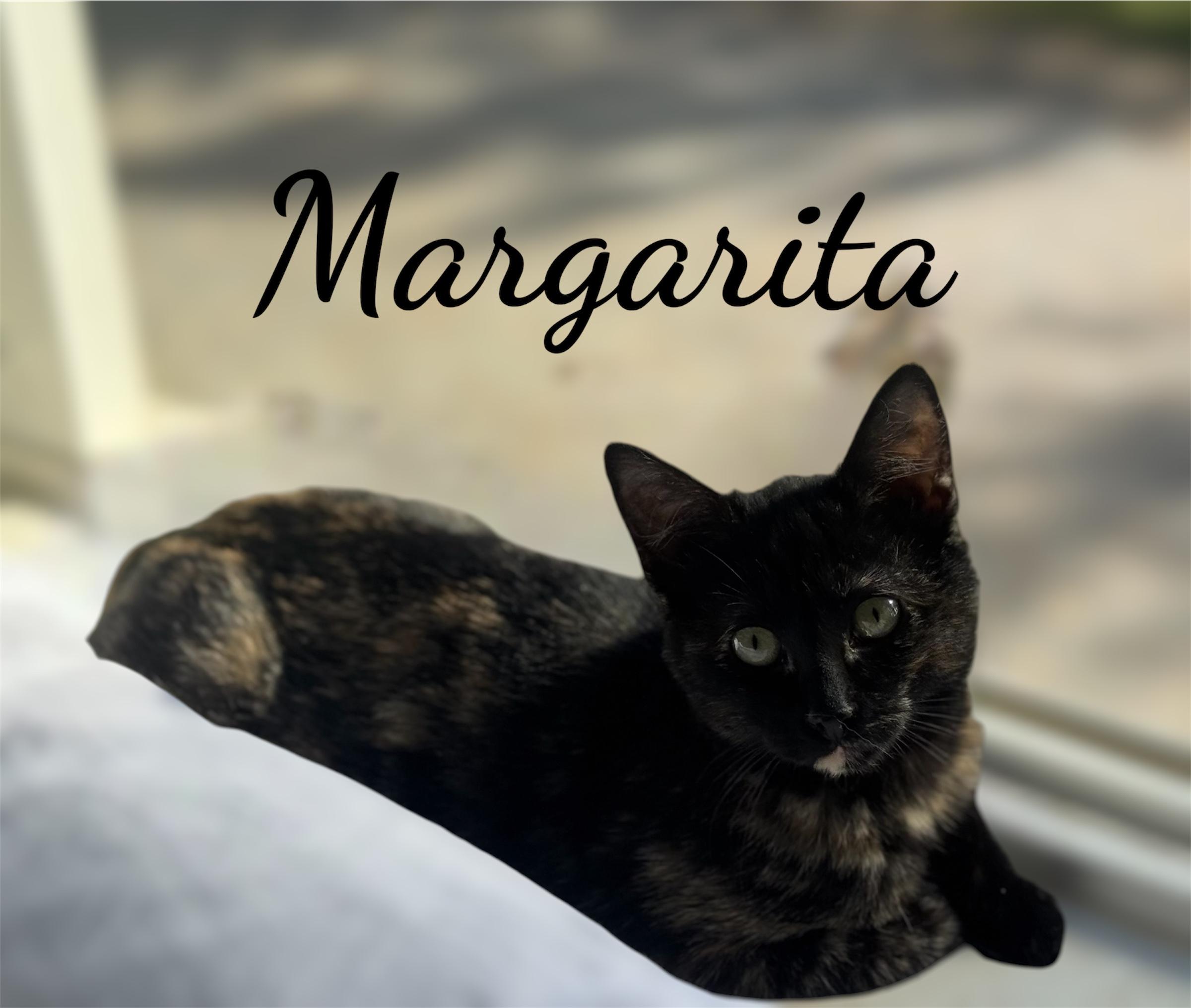 Enlarge Margarita, a ADOPTABLE Domestic Short Hair in Auburn, CA image 1/2
