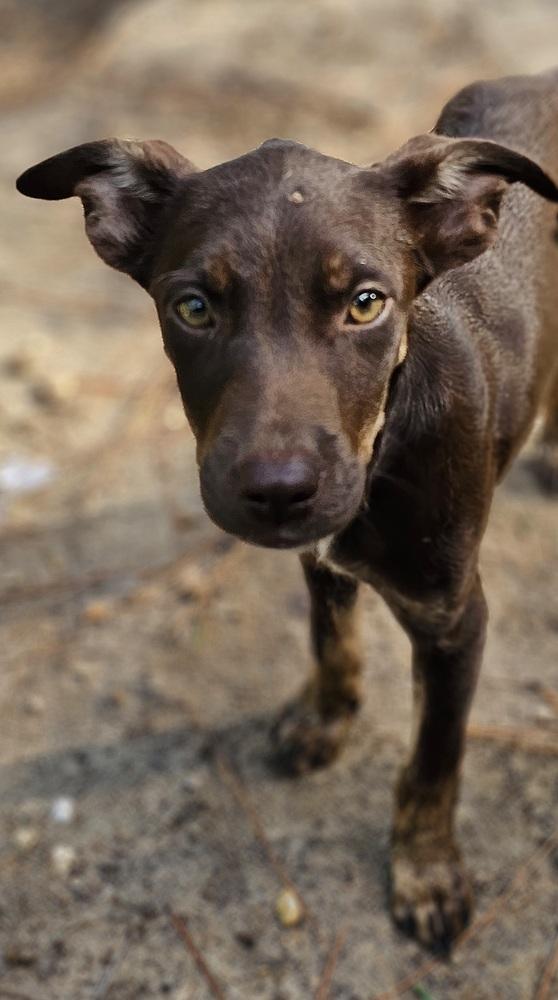 Enlarge Cadbury, a Adoptable mixed breed in Nokomis, FL image 2/5