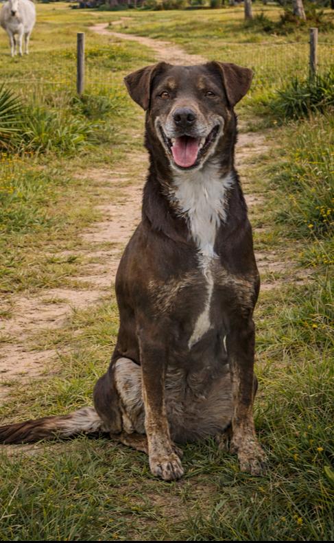 Cadbury, Adoptable, Adult Female Australian Shepherd & Labrador Retriever.
