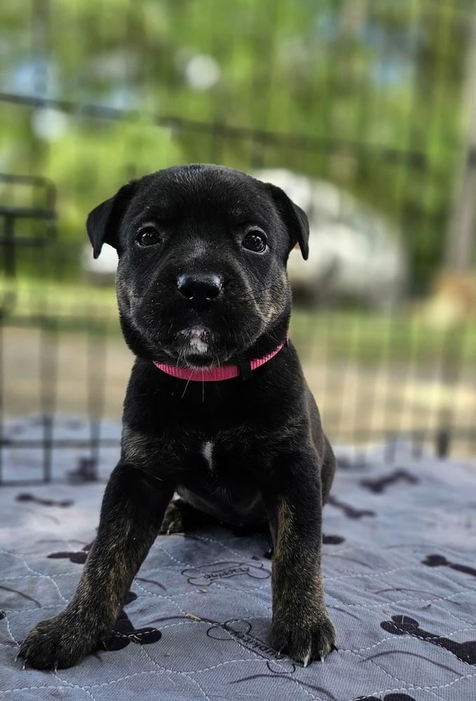 Enlarge Cadbury, a Adoptable mixed breed in Nokomis, FL image 4/5