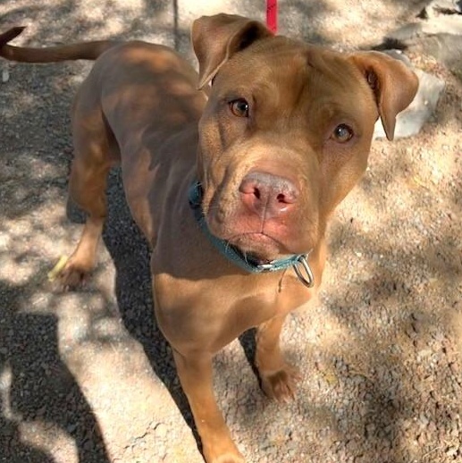 Minnie, an adoptable Labrador Retriever, Pit Bull Terrier in Phoenix, OR, 97535 | Photo Image 4