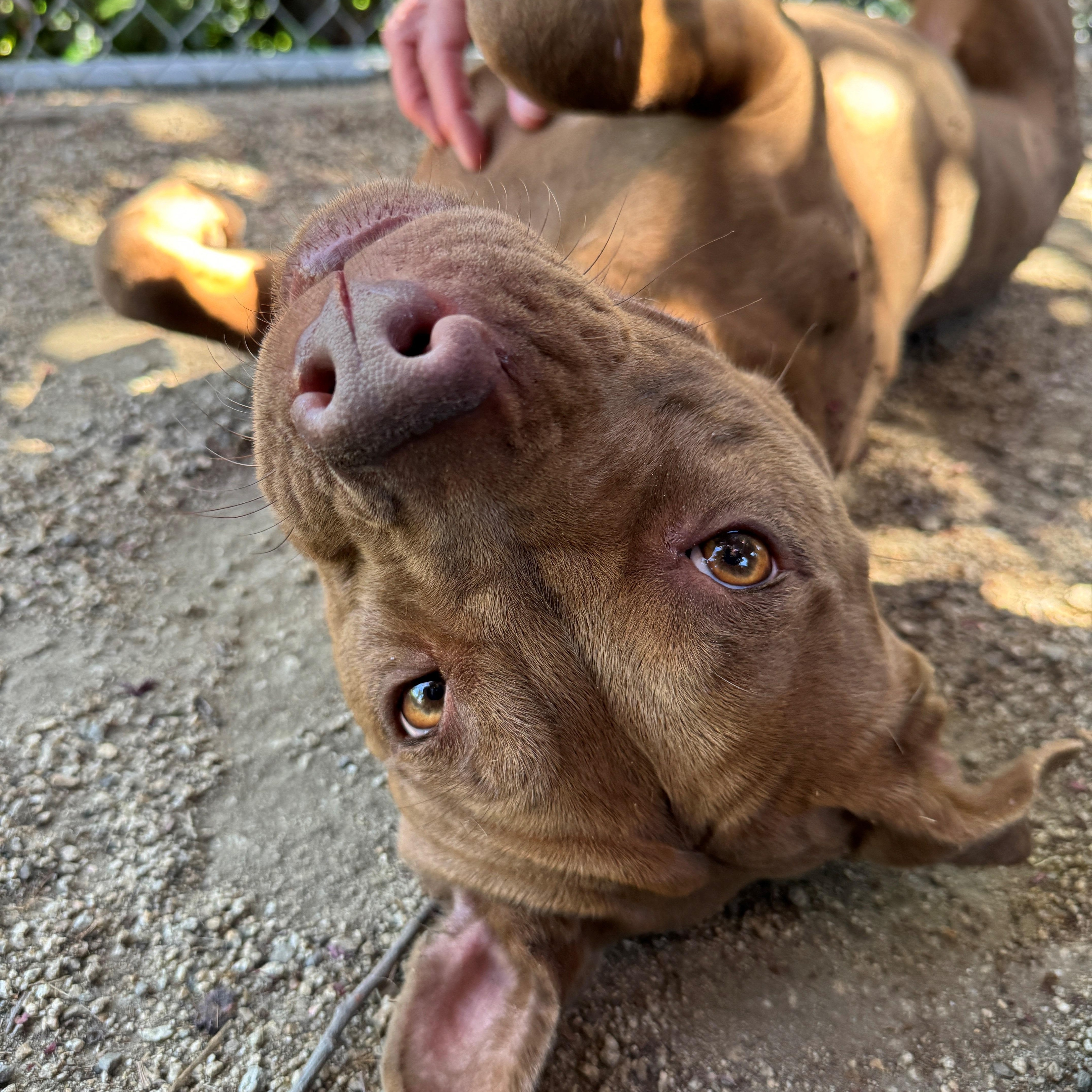 Minnie, an adoptable Labrador Retriever, Pit Bull Terrier in Phoenix, OR, 97535 | Photo Image 5