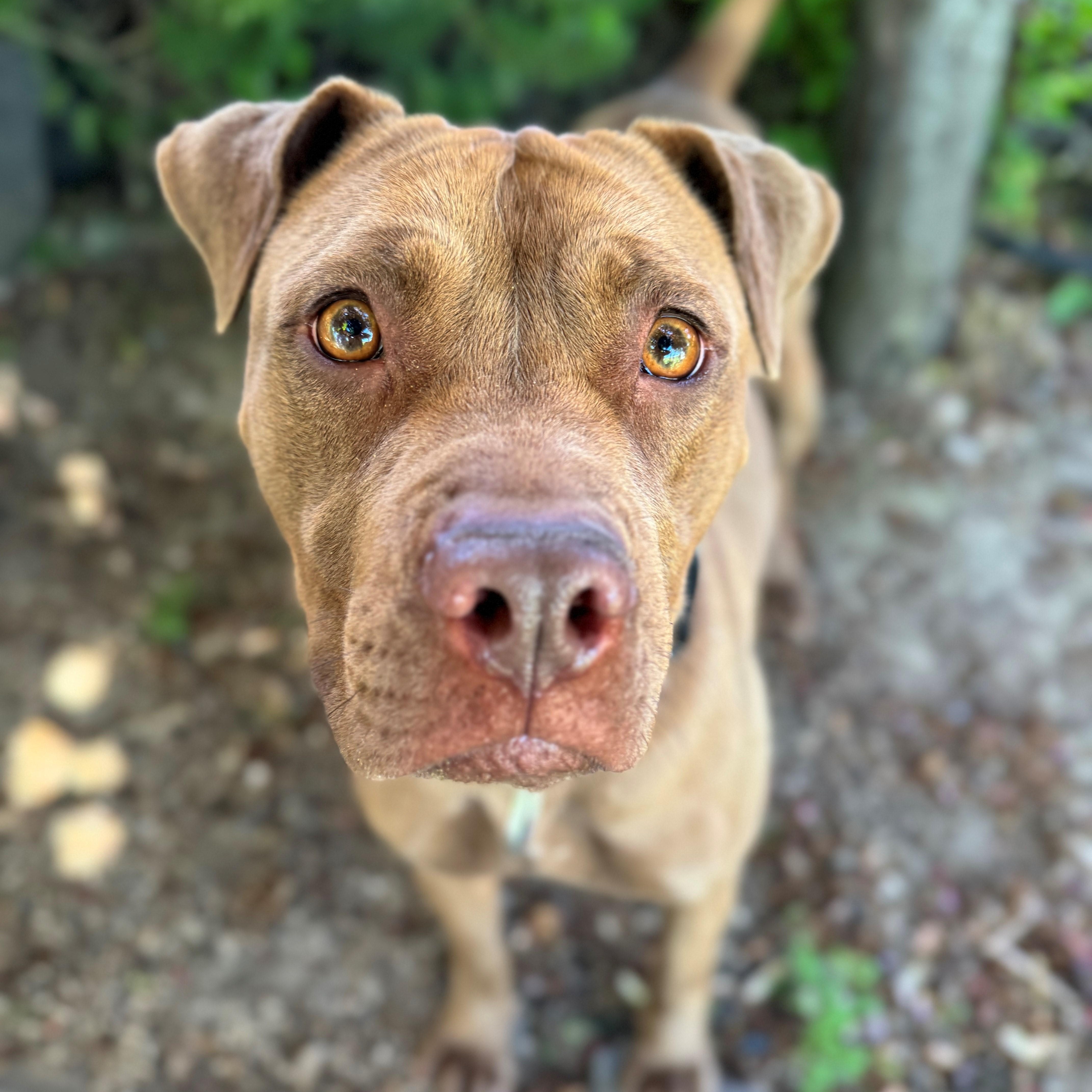 Minnie, an adoptable Labrador Retriever, Pit Bull Terrier in Phoenix, OR, 97535 | Photo Image 2