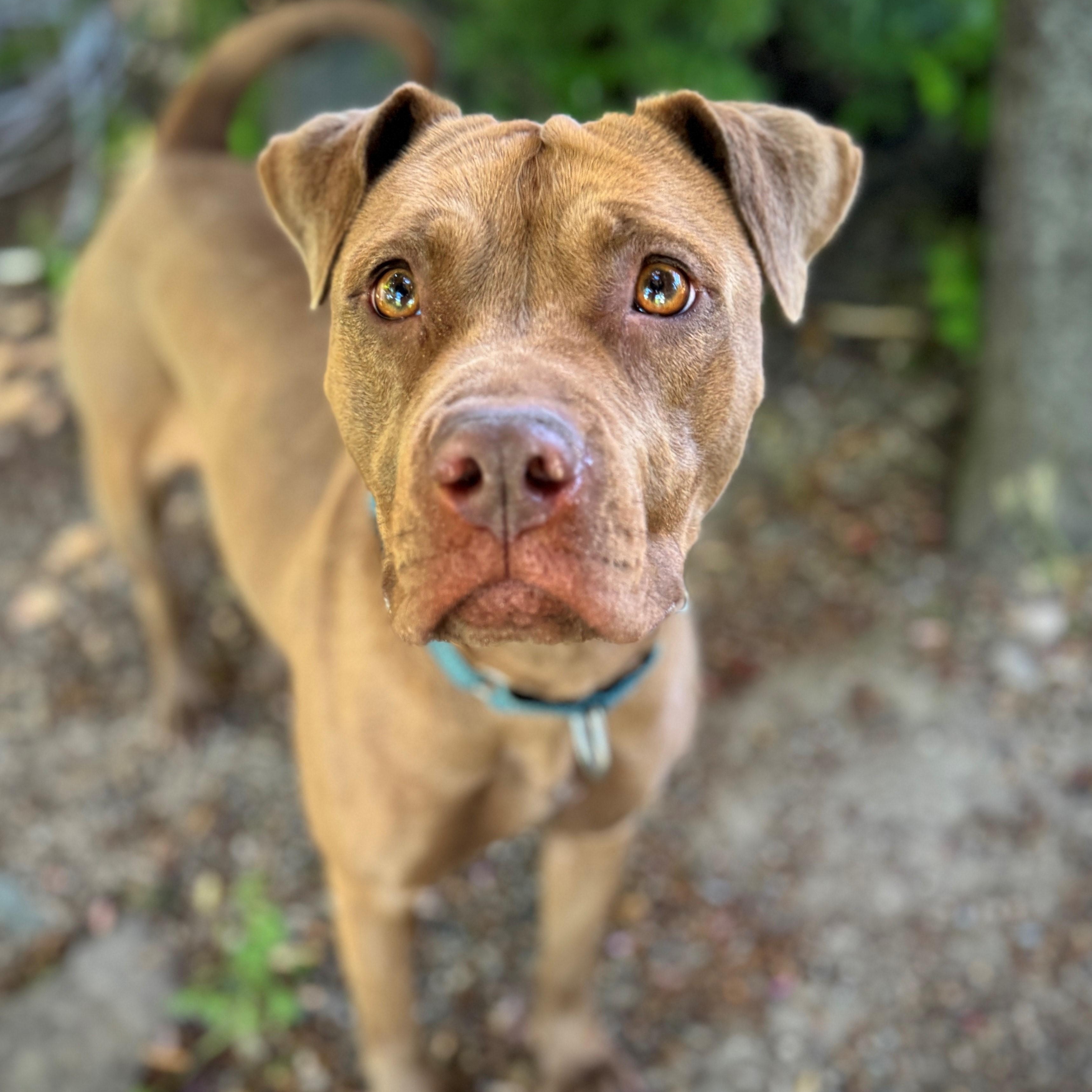 Minnie, an adoptable Labrador Retriever, Pit Bull Terrier in Phoenix, OR, 97535 | Photo Image 1