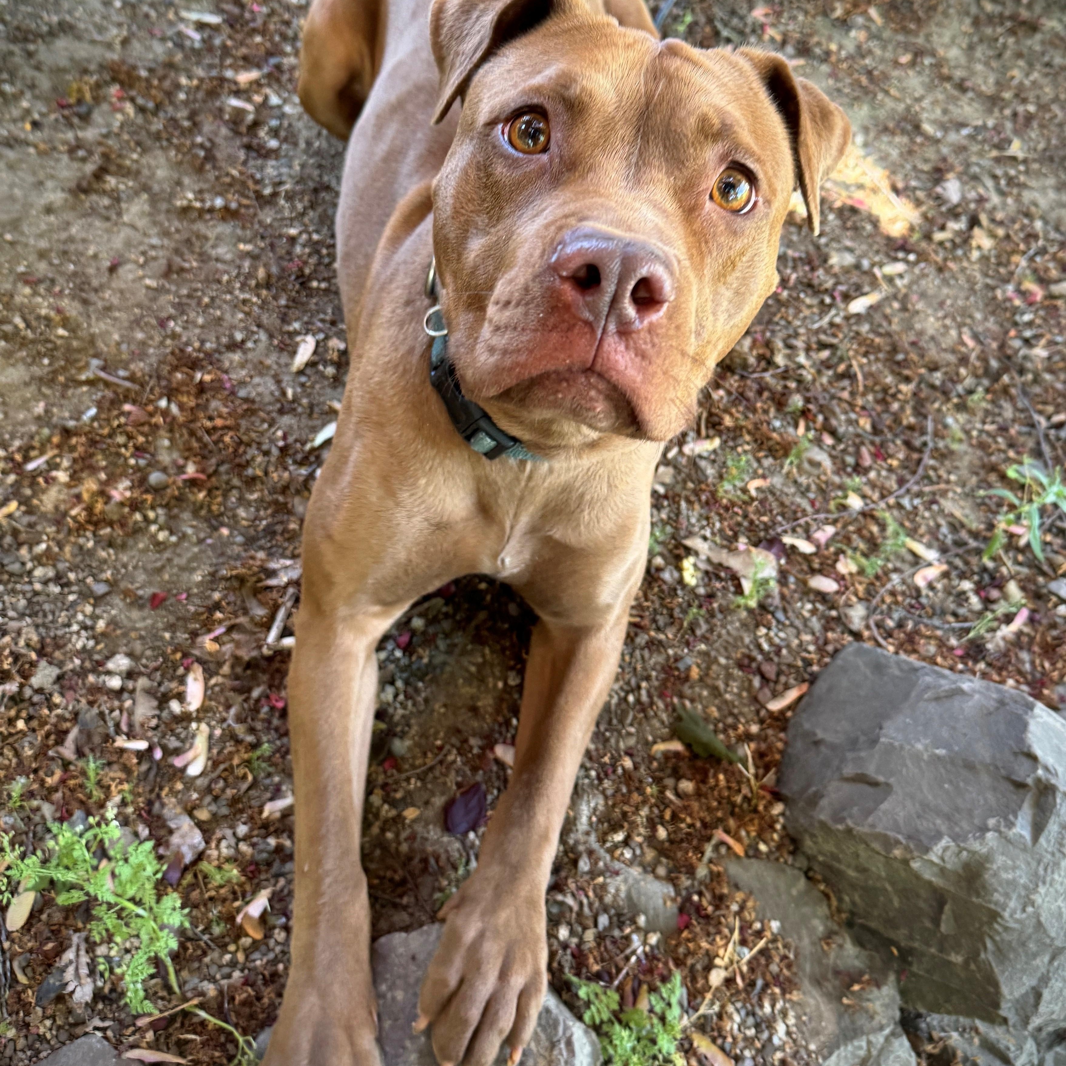 Minnie, an adoptable Labrador Retriever, Pit Bull Terrier in Phoenix, OR, 97535 | Photo Image 3