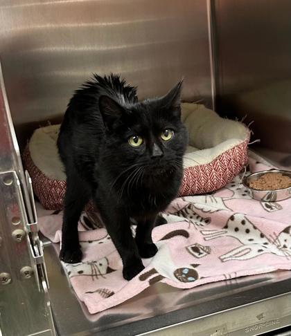 Ash, Adoptable, Young Male Manx & Domestic Short Hair.