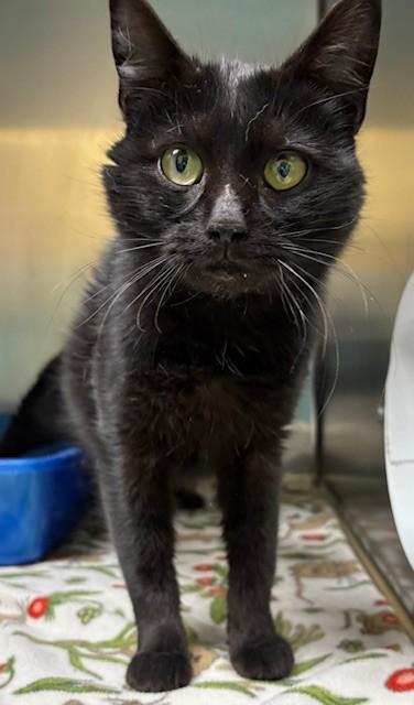 Ash, a Adoptable mixed breed in Columbia City, IN image 4/4