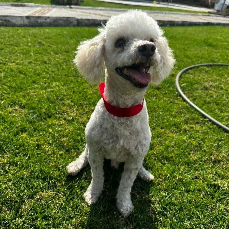 Picasso — thumbnail 2