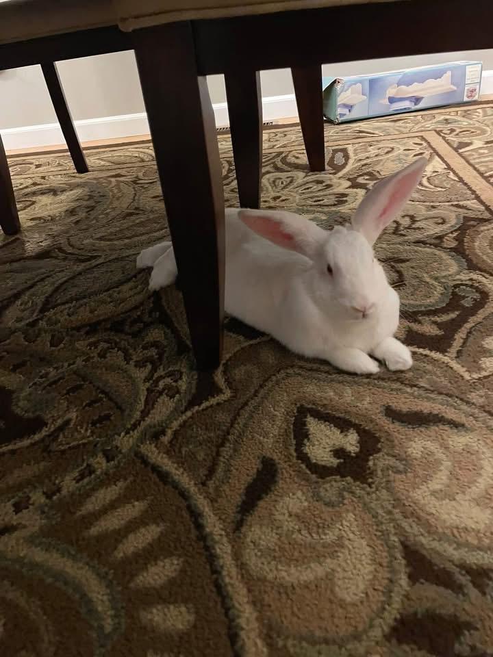 Lychee , ADOPTABLE, Adult Female New Zealand.