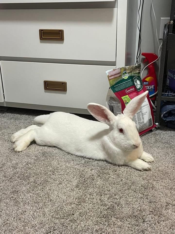 Enlarge Lychee , a ADOPTABLE New Zealand in St. Charles, MO image 5/6