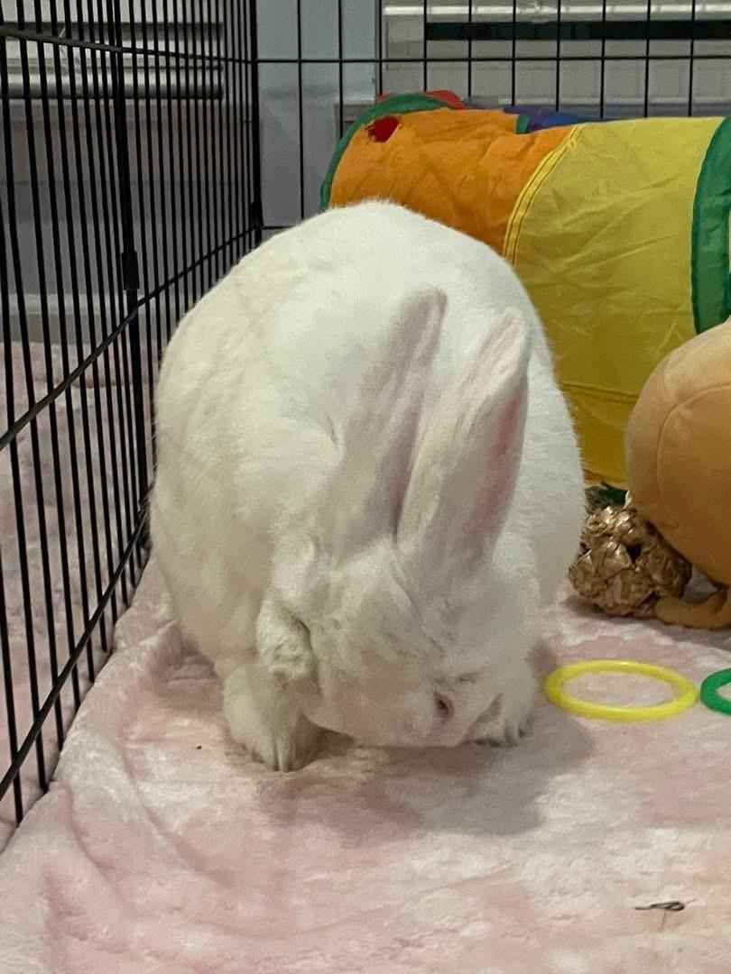 Enlarge Lychee , a ADOPTABLE New Zealand in St. Charles, MO image 2/6