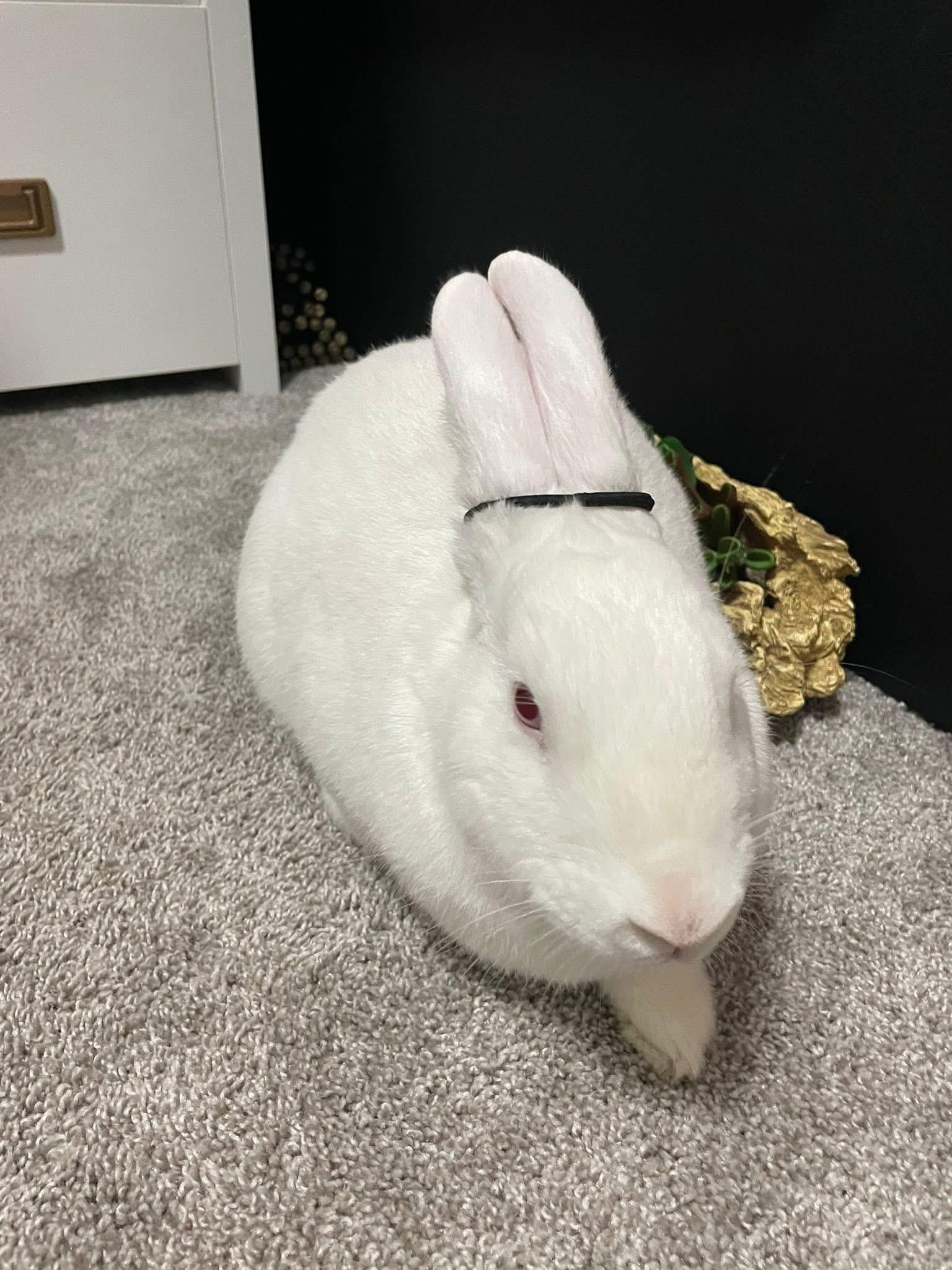 Enlarge Lychee , a ADOPTABLE New Zealand in St. Charles, MO image 4/6