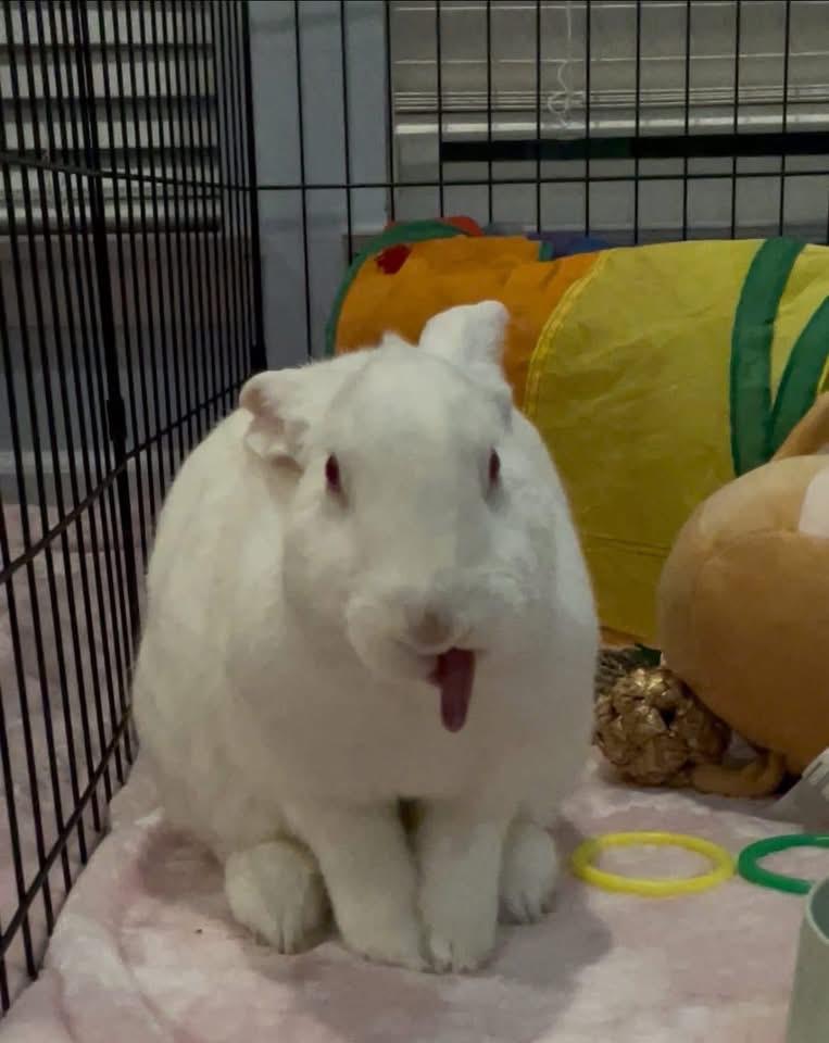 Enlarge Lychee , a ADOPTABLE New Zealand in St. Charles, MO image 6/6